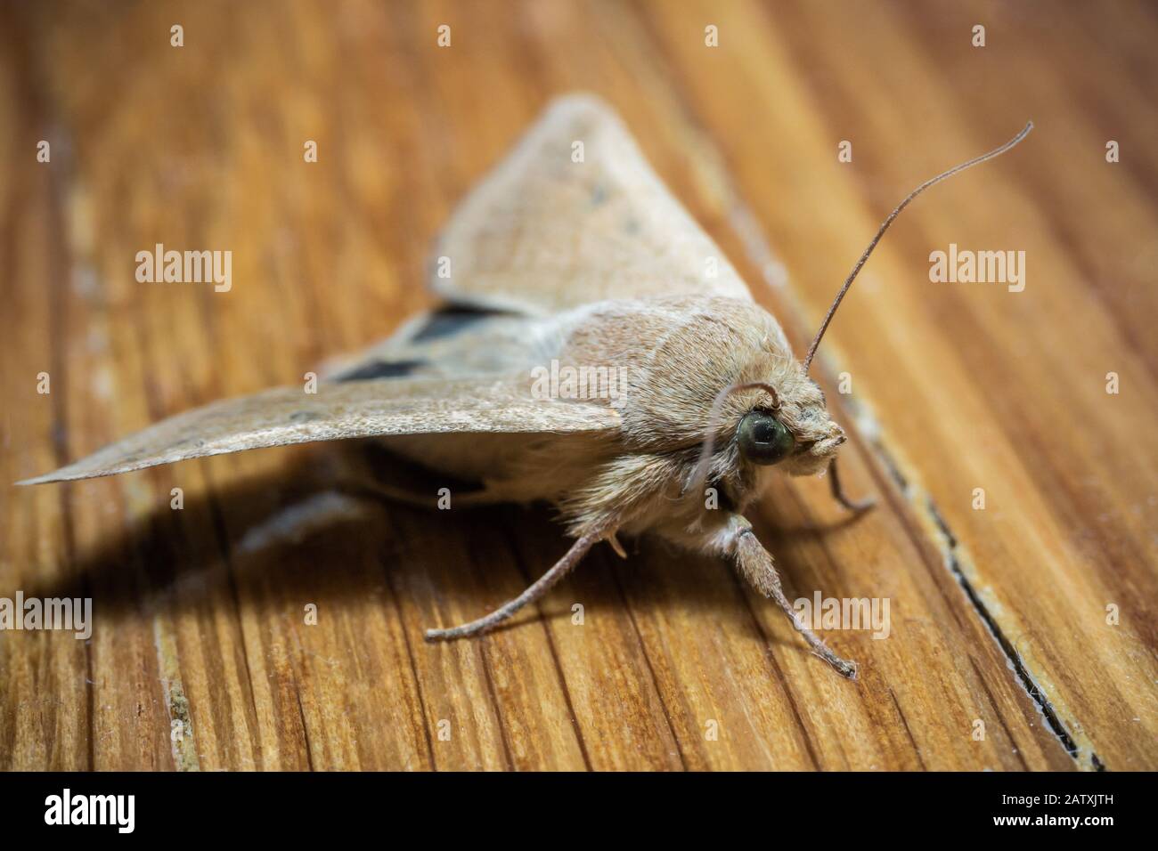 Foto macro de una polilla nocturna Foto de stock