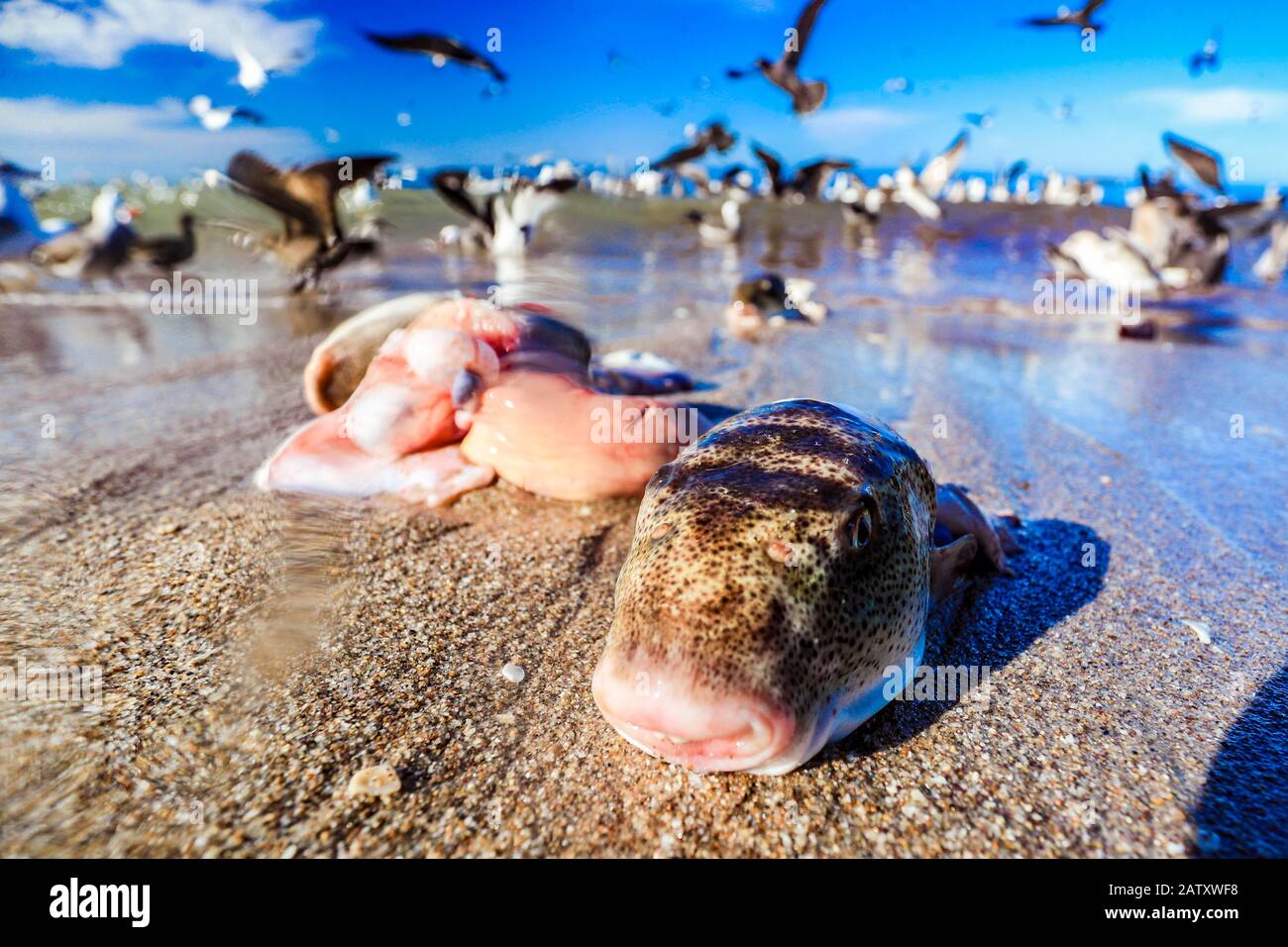 Gaviotas en frenesí seguir adelante en los restos de pescado en la playa  Sahuimaro, Sonora, México ... mar, playa, costa, vida marina, alimentación,  comer, frenesí, salvaje, supervivencia, pájaro, gaviota, luz del día,