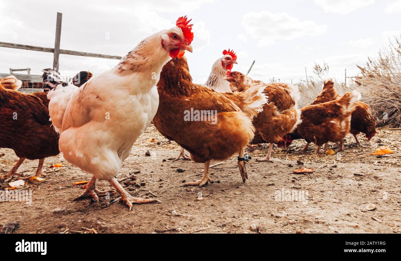 Free Range pollos Foto de stock