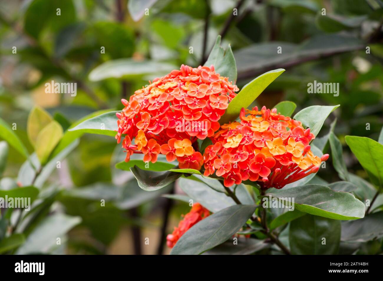 Ramo de flores anaranjadas de Ixora en el jardín. Nombre científico Ixora  coccinea. Conocida como ixora, singapur ixora, ixora roja, ixora naranja,  ixora yelow ixora Fotografía de stock - Alamy