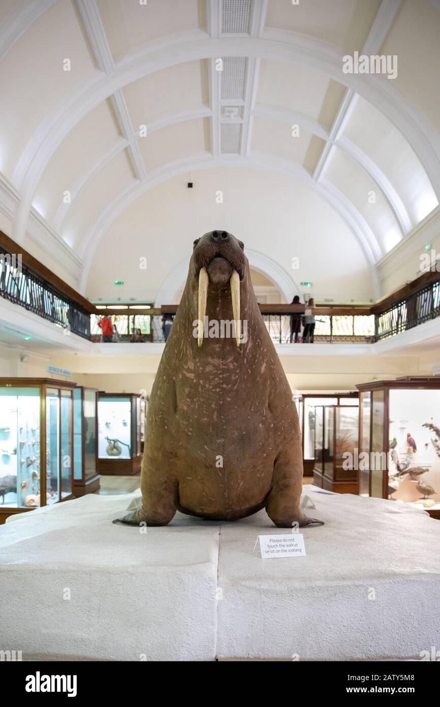 Galería De Historia Natural, El Museo Horniman, Londres Foto de stock