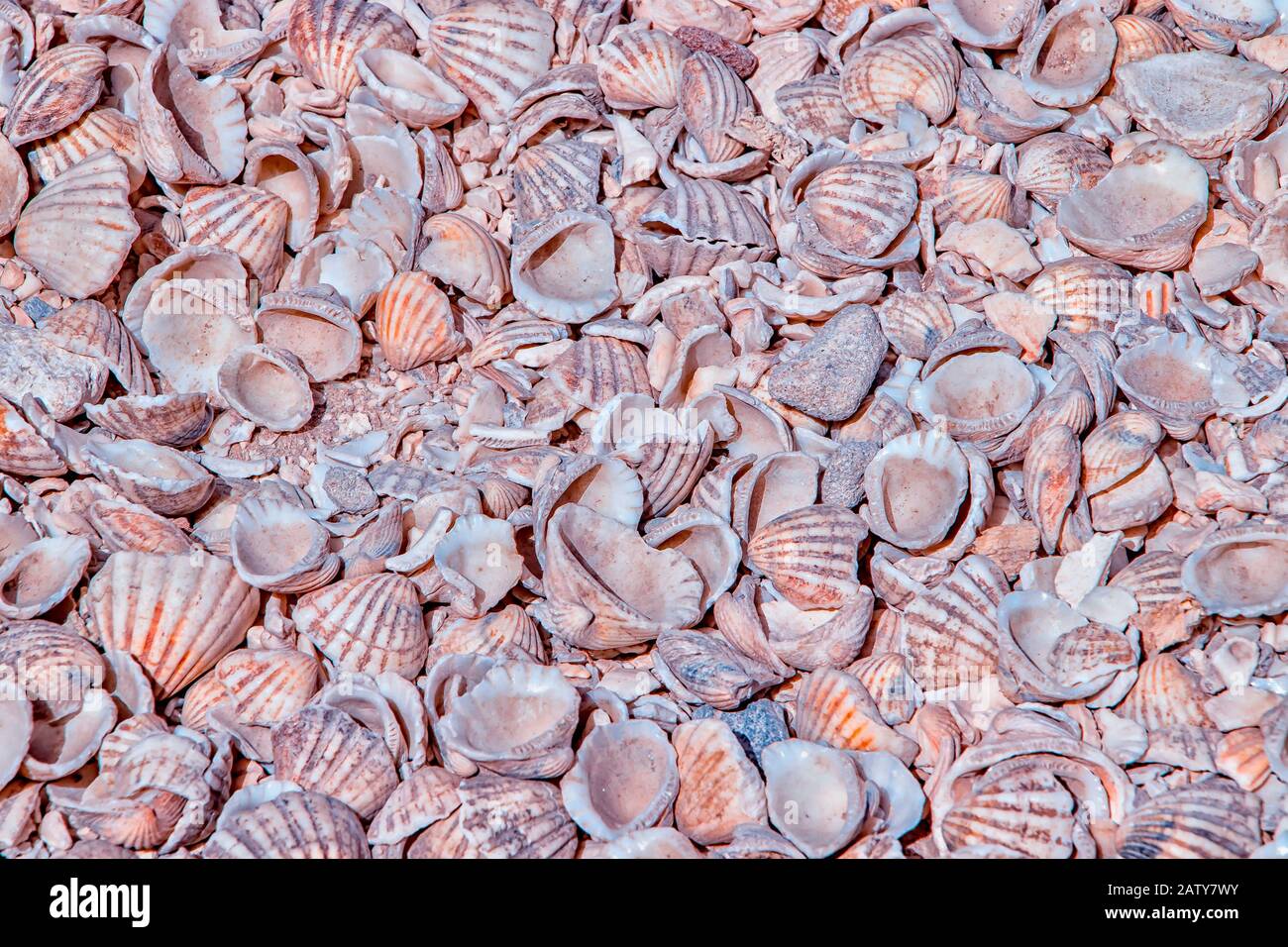 El fondo de la naturaleza con muchas conchas se encuentra en todo el suelo. Está en una isla de concha marina en Senegal, África. Es natural Foto de stock