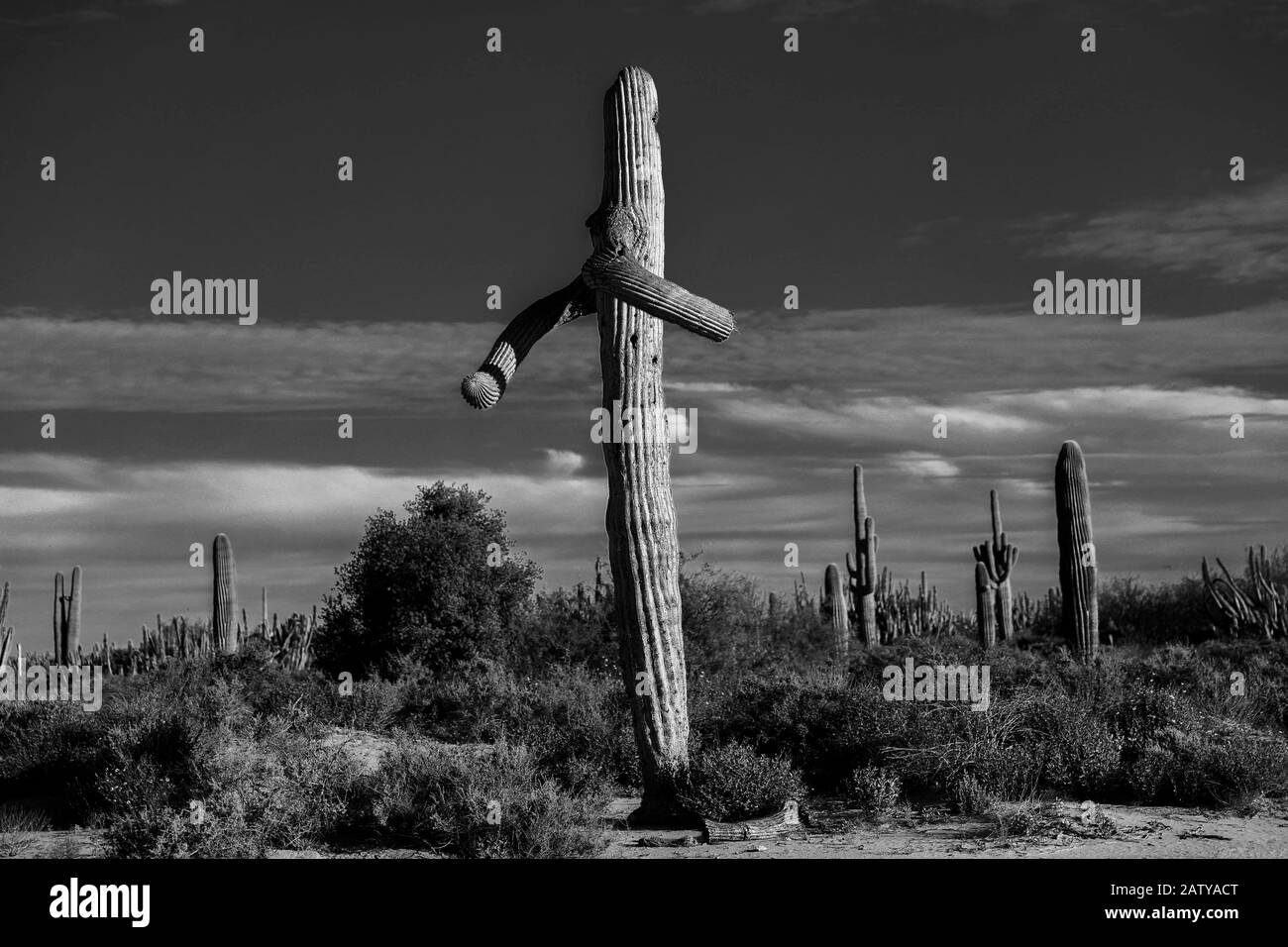 Saguaro o Sahuaro (Carnegiea gigantea) conformaron como un hombre. Cactus  columnar típico del desierto de Sonora, México. Monotípicoc es una especie  de greato Fotografía de stock - Alamy