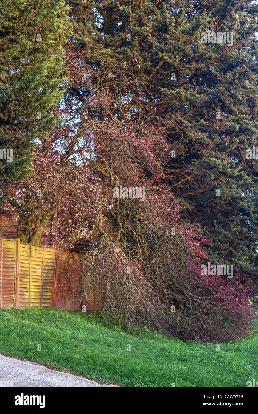 Follaje de árboles en cascada sobre una valla de madera en el jardín, Londres, Inglaterra, Reino Unido. Foto de stock