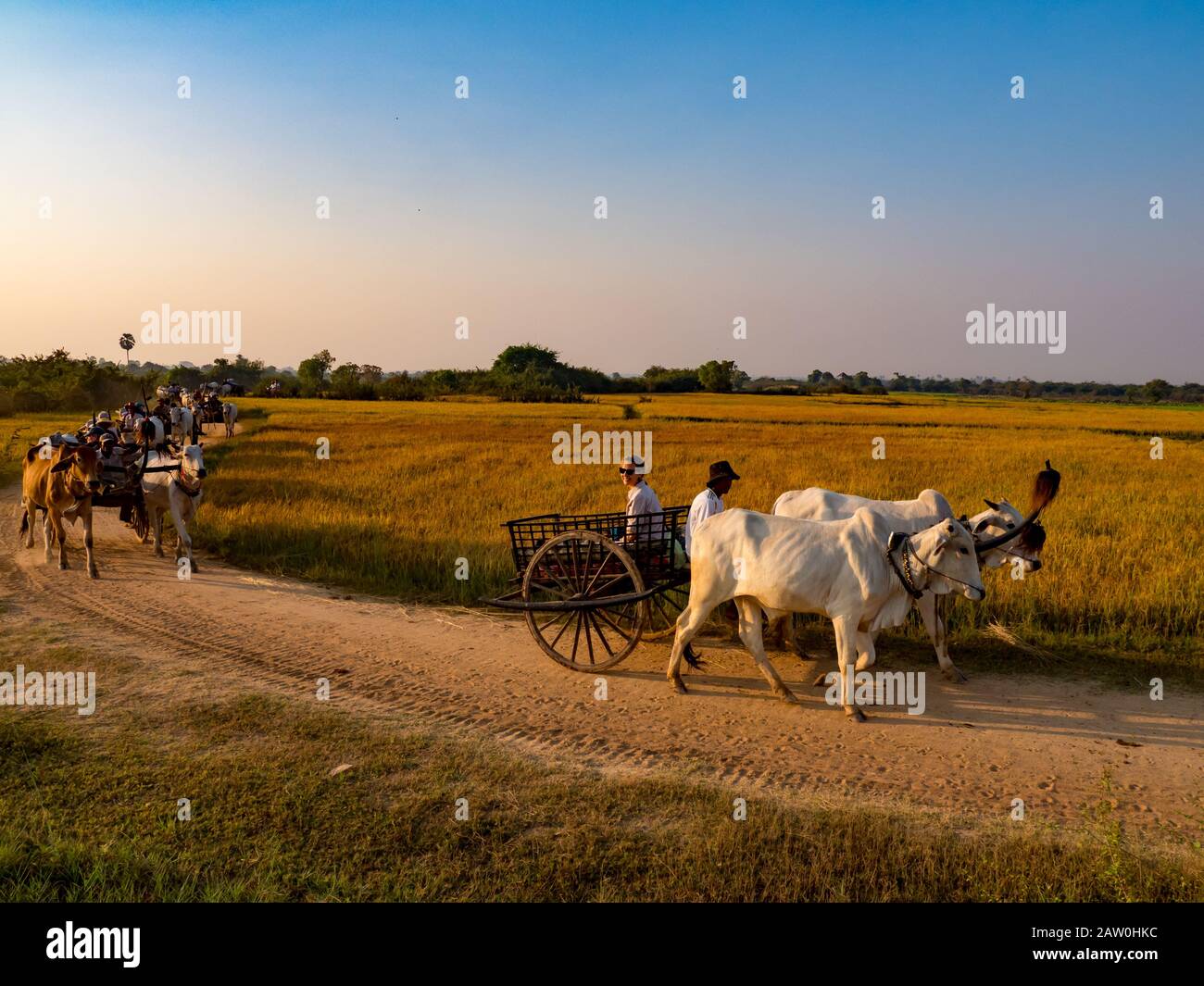 Los turistas viajan en carretas tradicionales a través de los arrozales de Camboya a lo largo del río Mekong Foto de stock