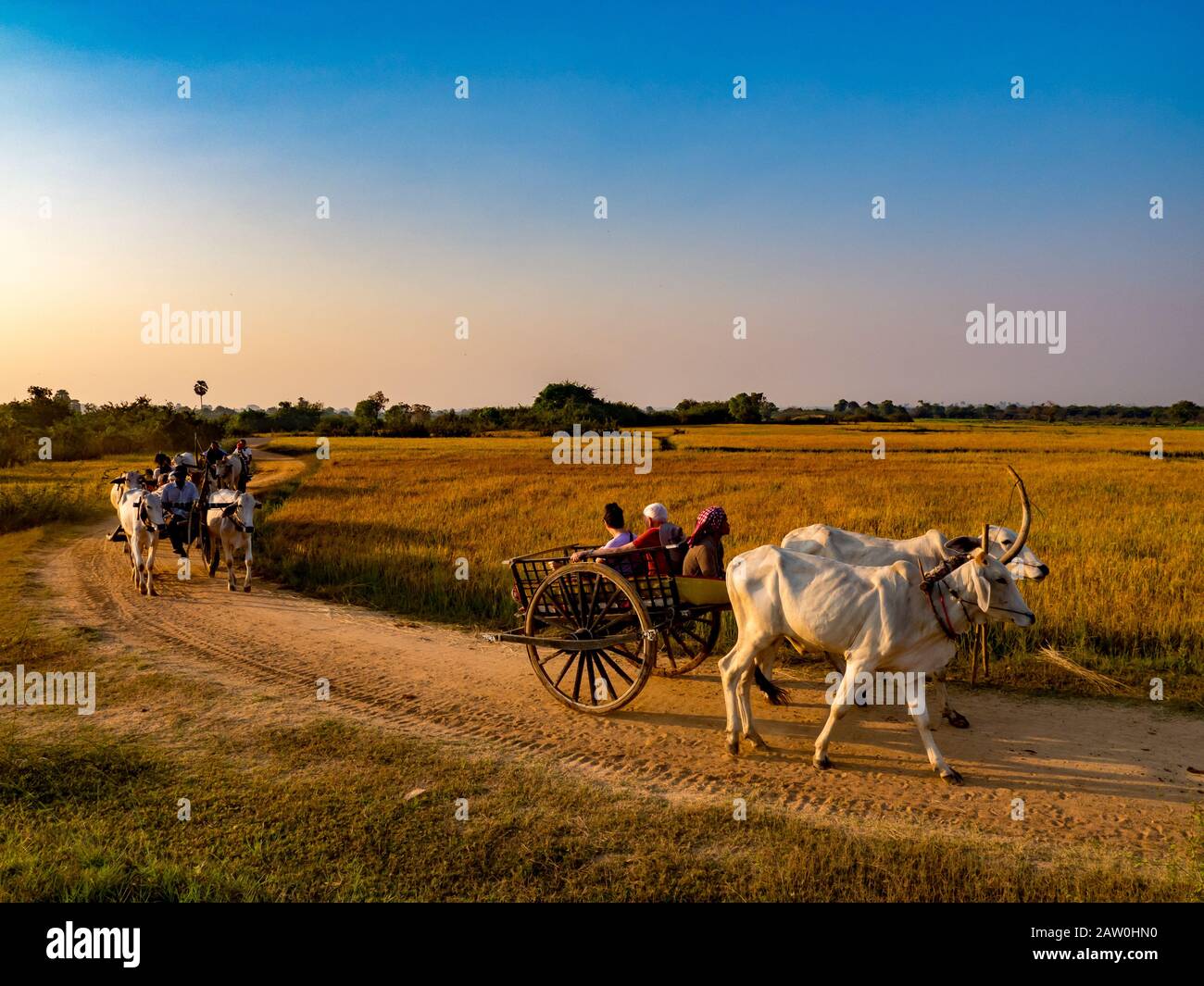 Los turistas viajan en carretas tradicionales a través de los arrozales de Camboya a lo largo del río Mekong Foto de stock