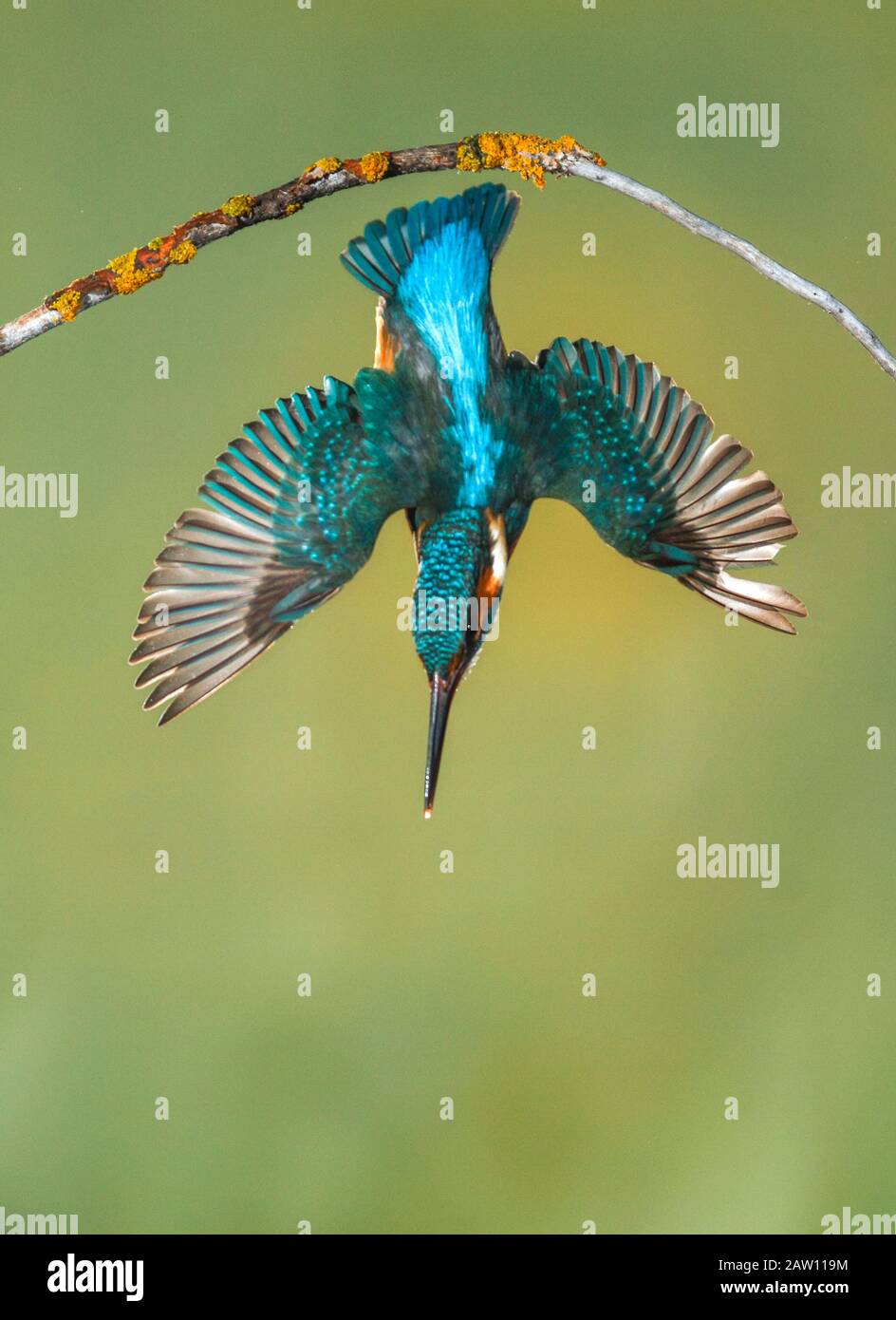 Buceo común Kingfisher (Alcedo atthis), Salamanca, España Foto de stock