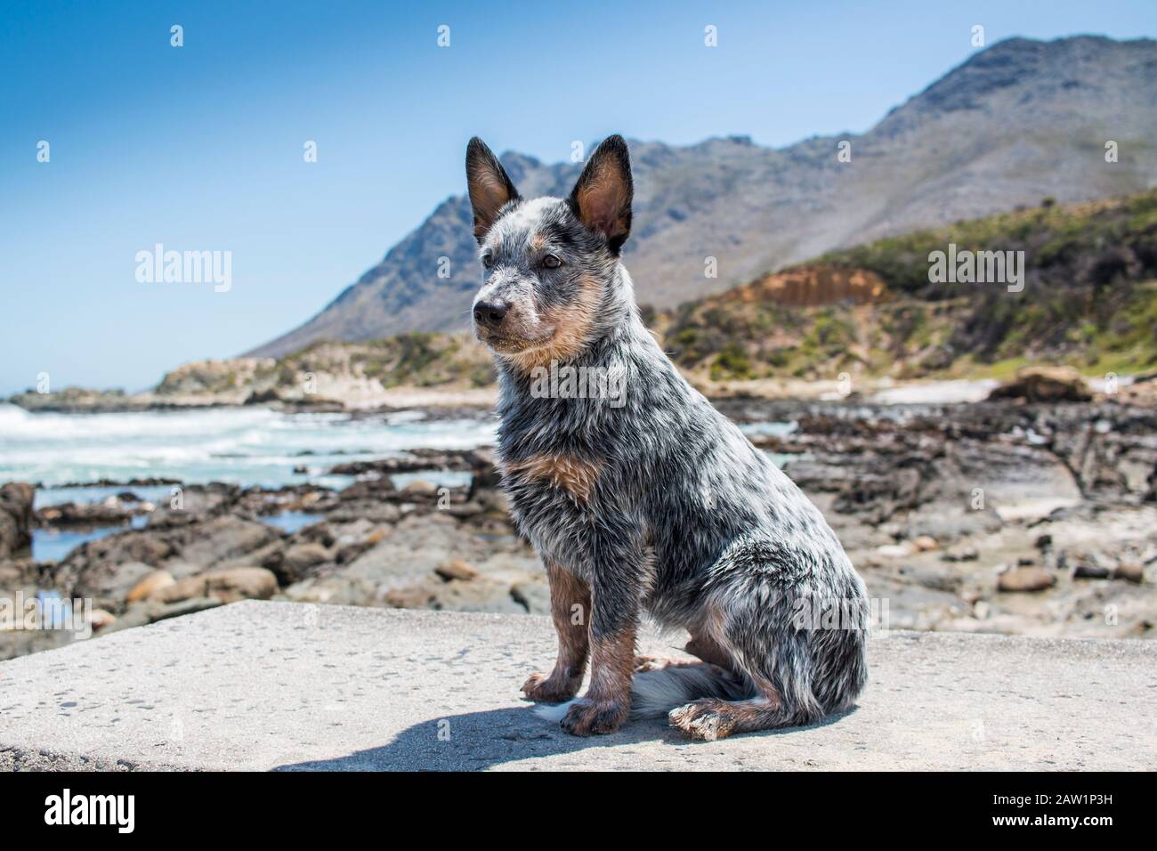 Perro de ganado australiano o cachorro de tacón azul al aire libre junto al  mar retrato de longitud completa mirando a la distancia Fotografía de stock  - Alamy
