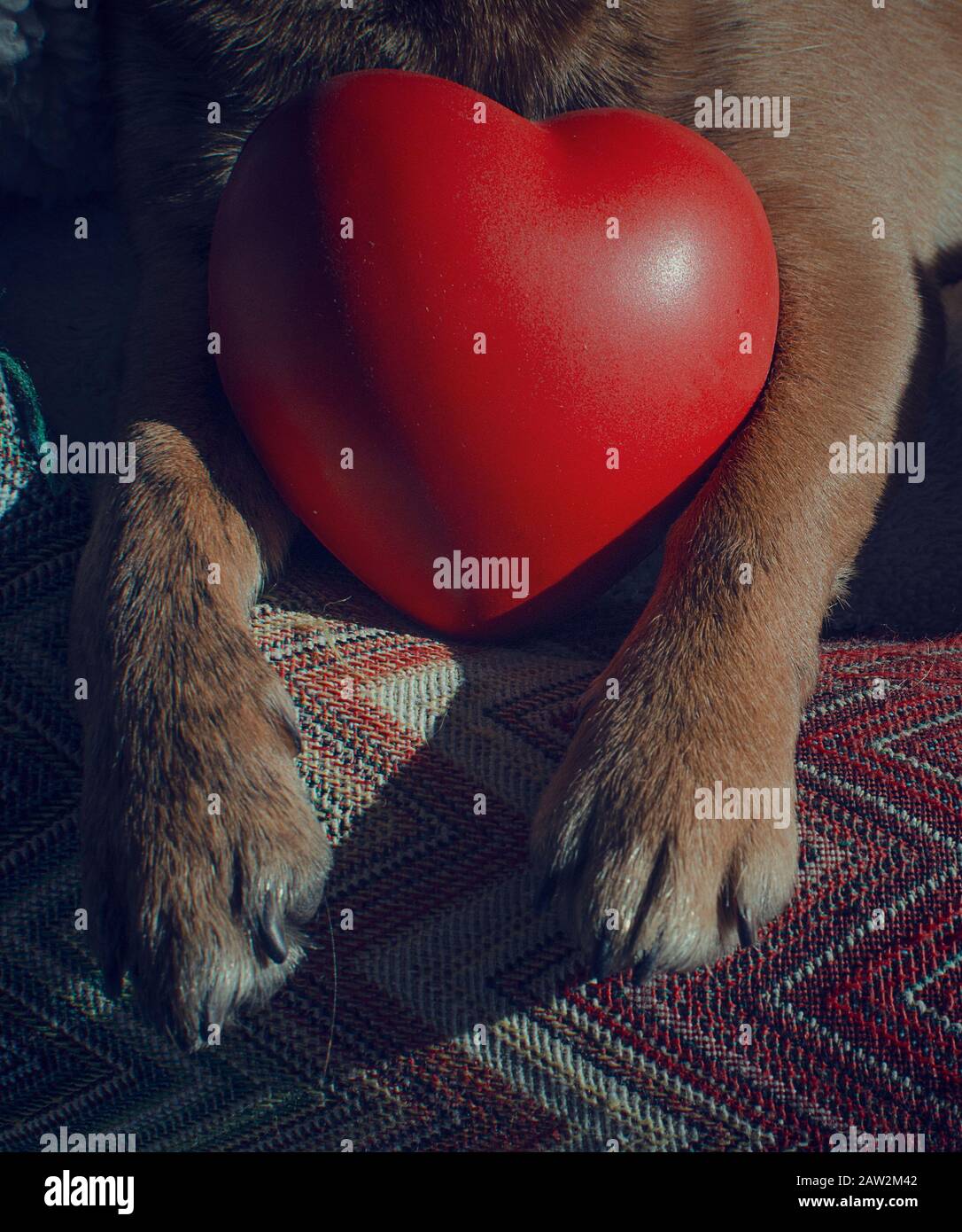 Día De San Valentín Doggy. Primer plano de las patas de un chihuahua sosteniendo un juguete en forma de corazón. Foto de stock