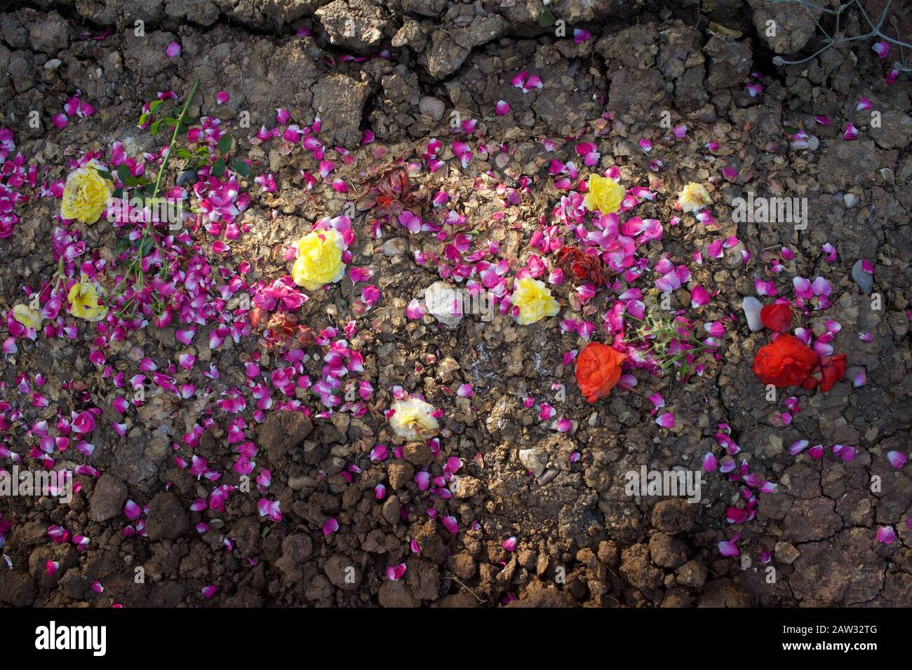 Flores y pétalos de flores esparcidos sobre tierra seca y agrietada Foto de stock