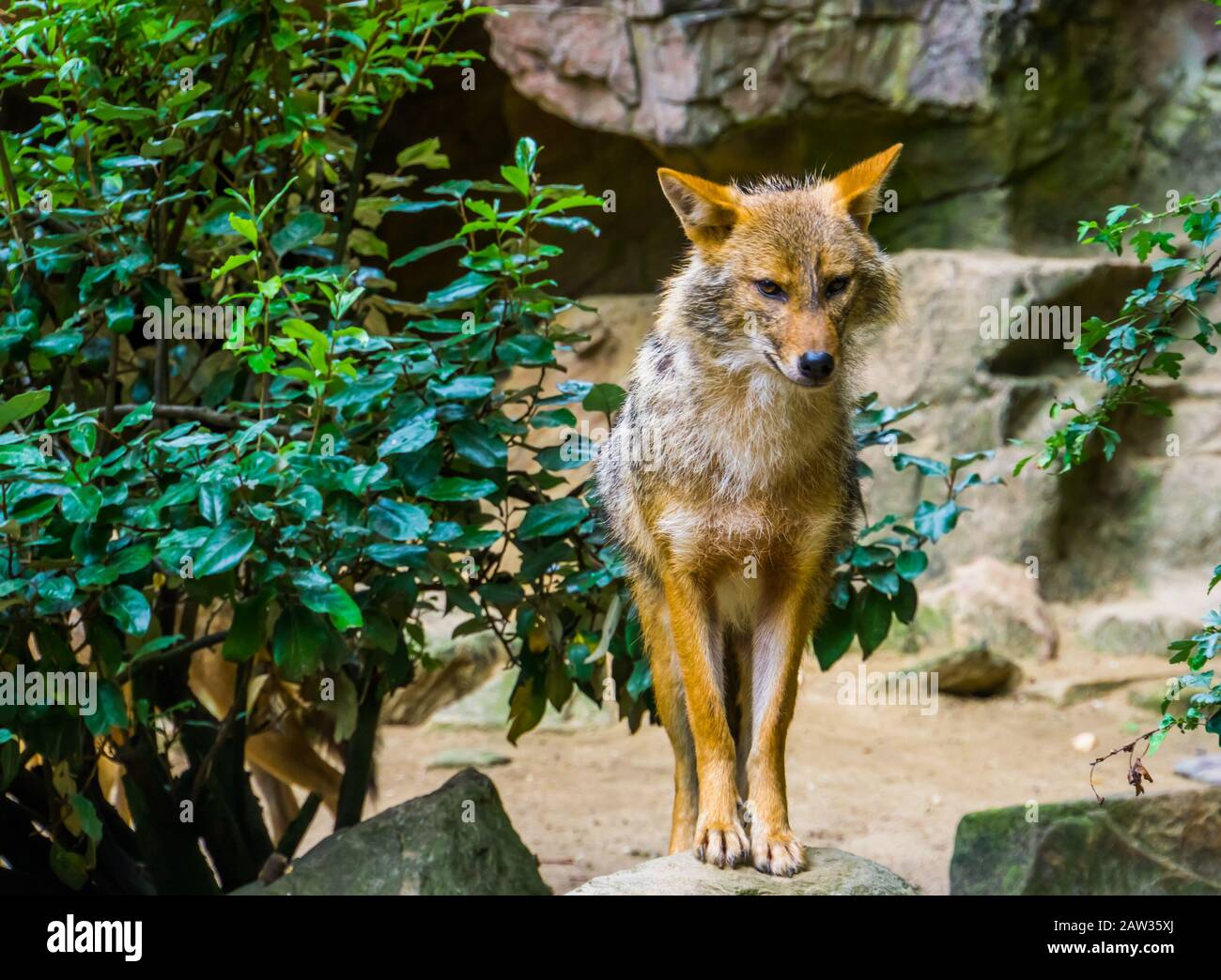 Golden jackal de pie en una roca, especia de perro salvaje de Eurasia Foto de stock