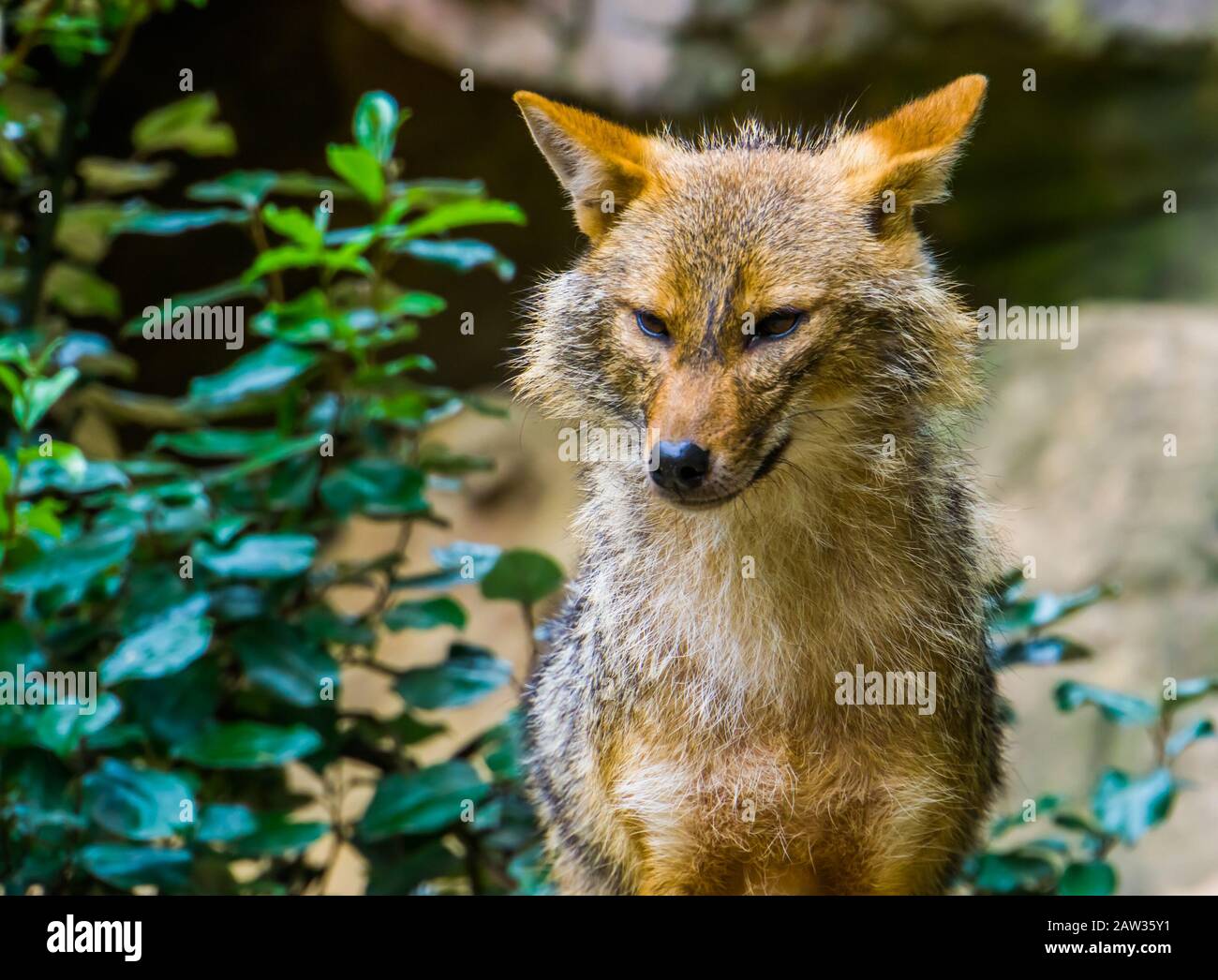 Golden jackal con su cara en closeup, especia de perros salvajes de Eurasia Foto de stock