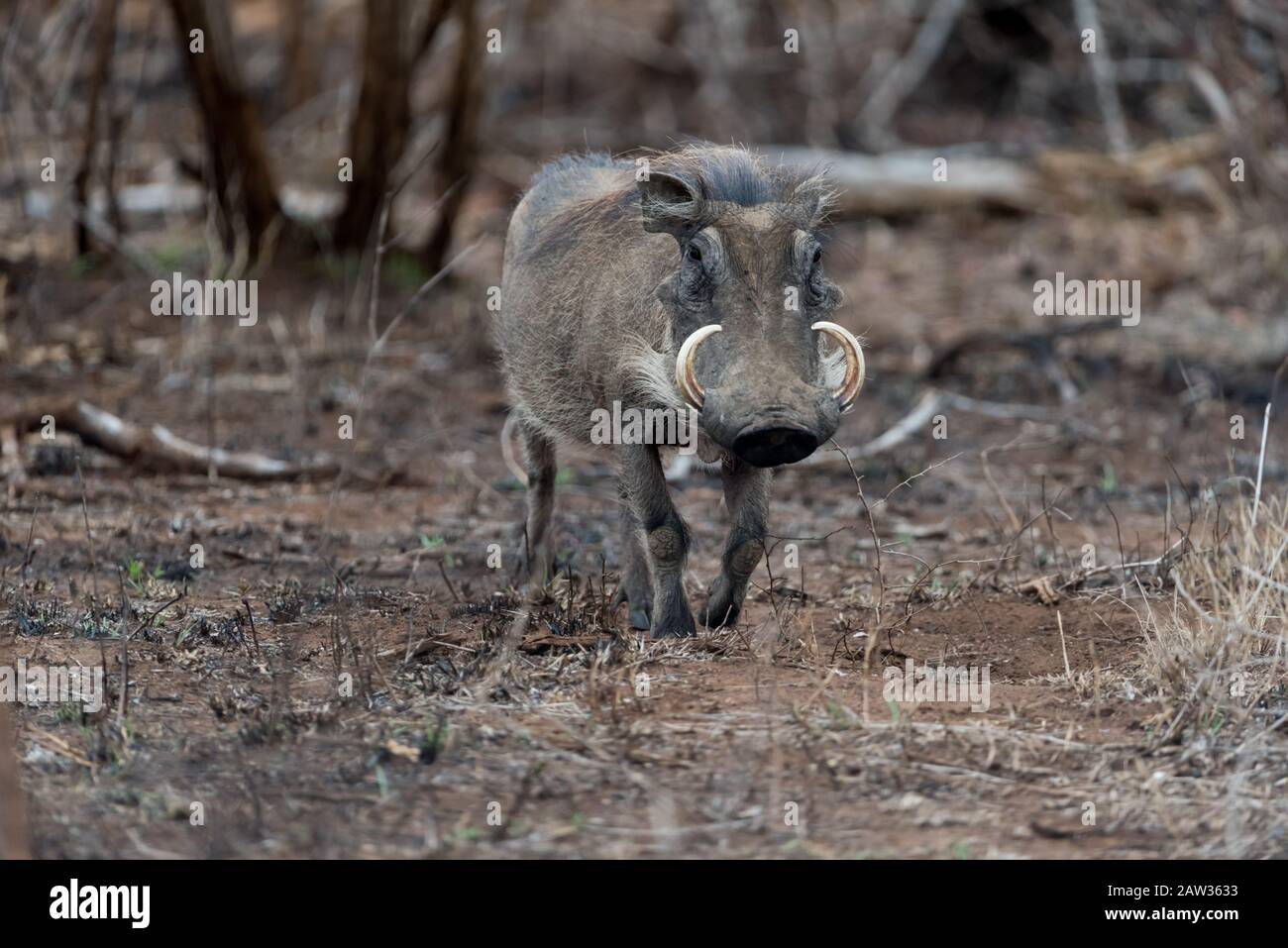 Warthog, cerdo salvaje en el desierto Foto de stock