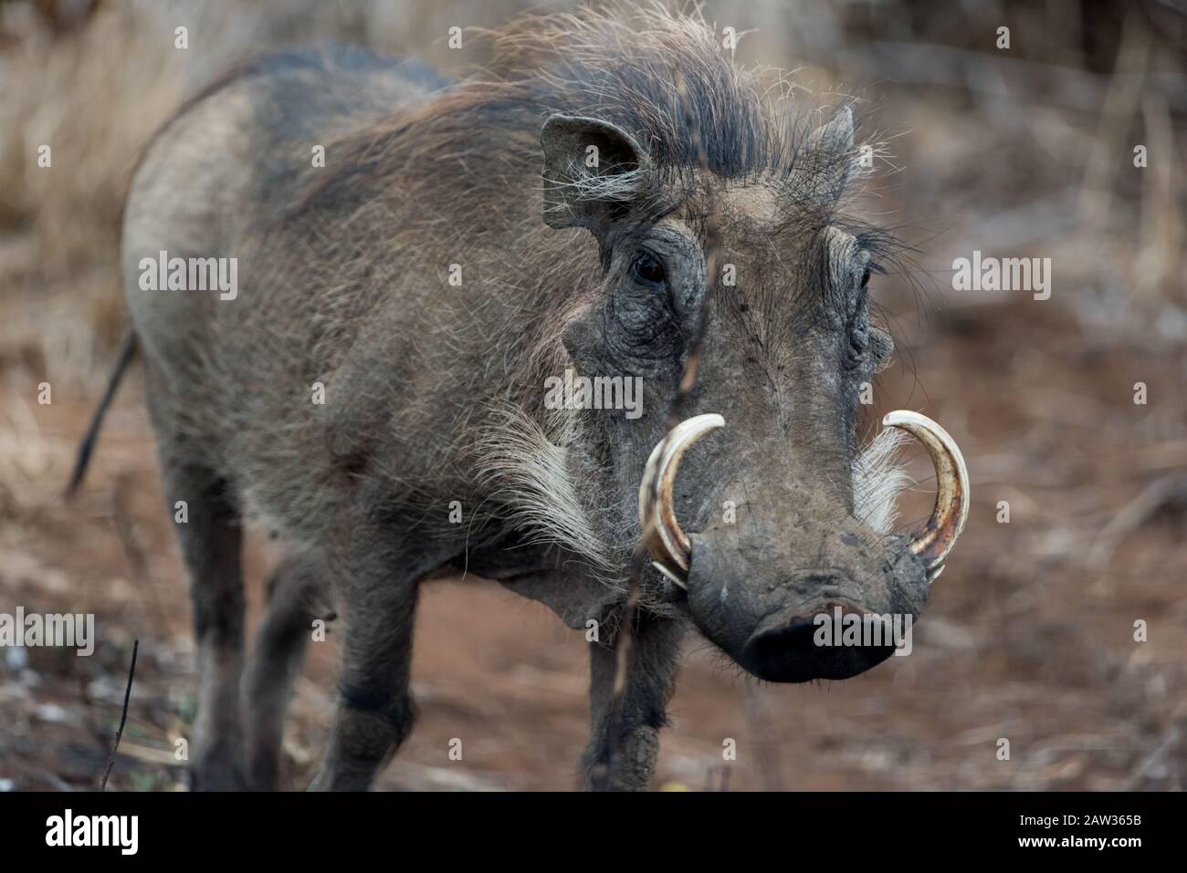 Warthog, cerdo salvaje en el desierto Foto de stock