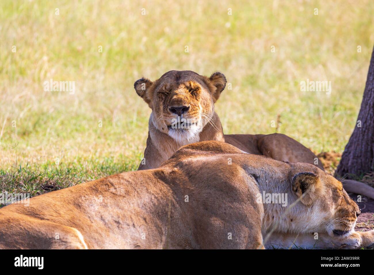 Leones dormidos tumbados a la sombra Foto de stock