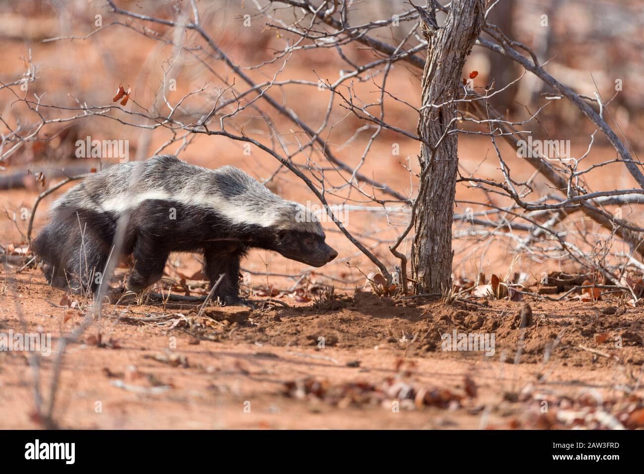 Tejón de miel enojado fotografías e imágenes de alta resolución Alamy