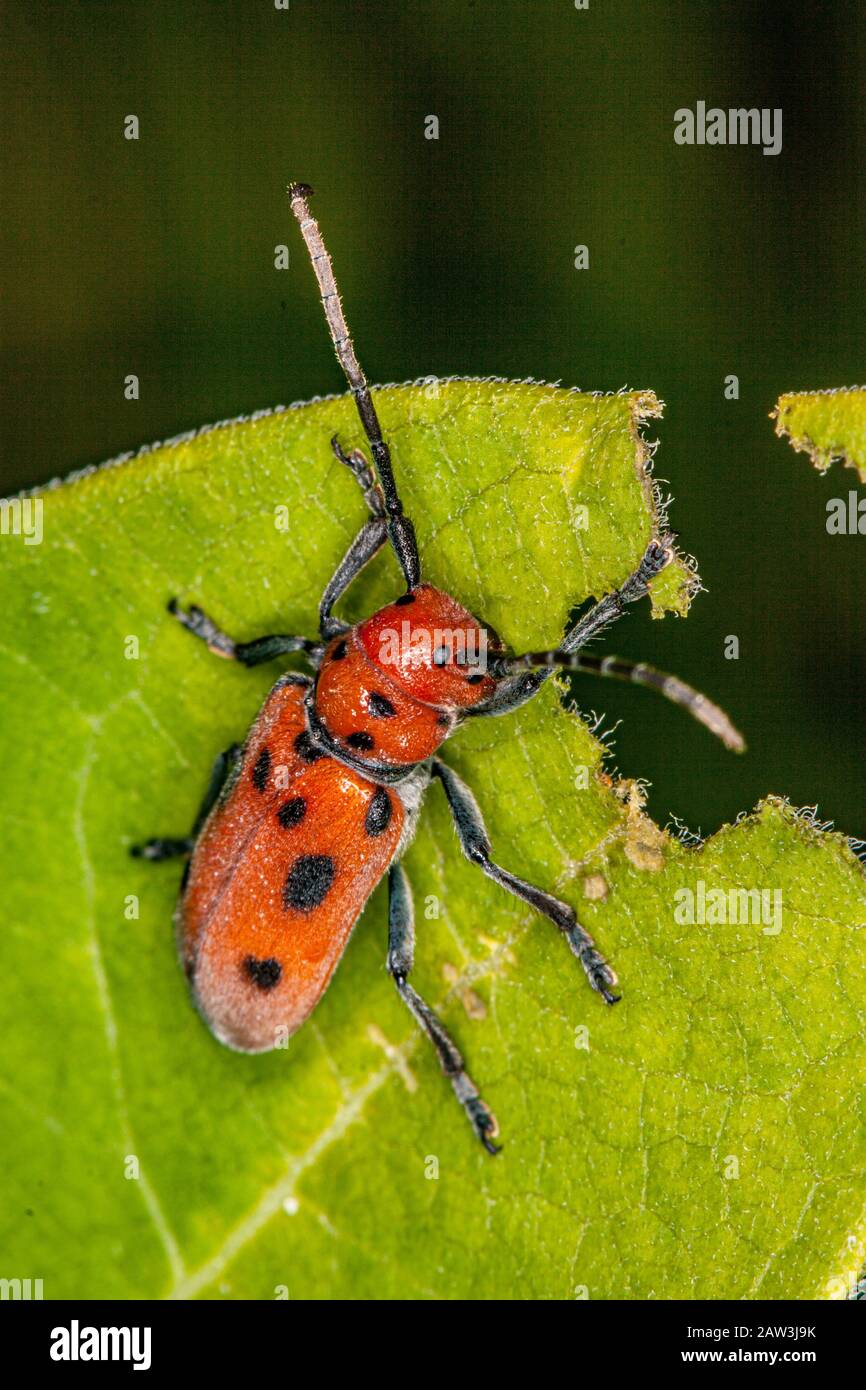 Un escarabajo rojo de la maleza que come una hoja Foto de stock