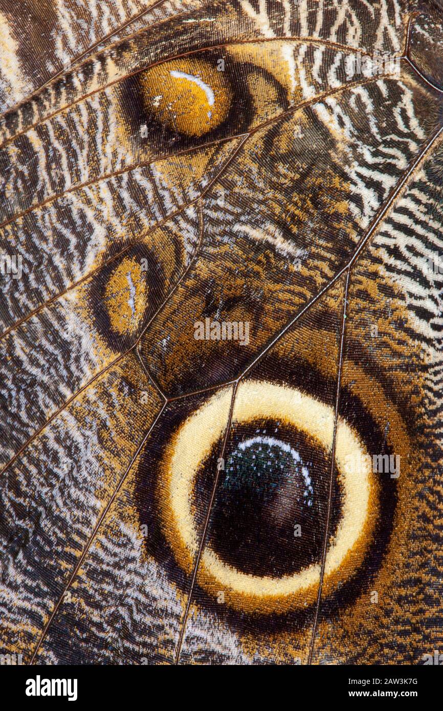 Primer plano de un ala de mariposas Owl Foto de stock