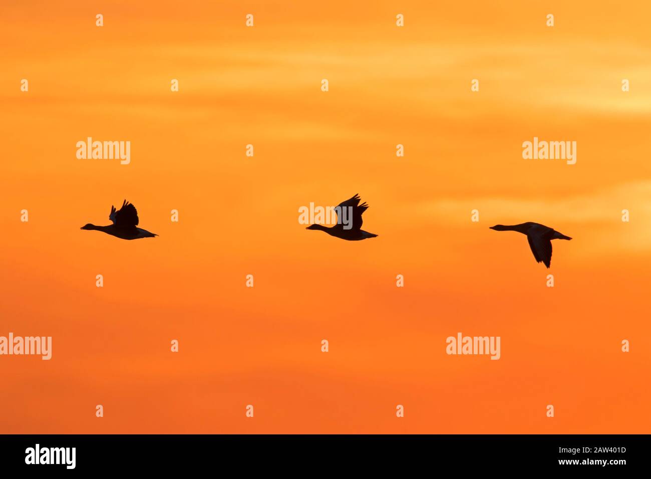 El rebaño de gansos de grislag migrando (Anser anser) silueta volando contra el cielo naranja al atardecer / amanecer Foto de stock