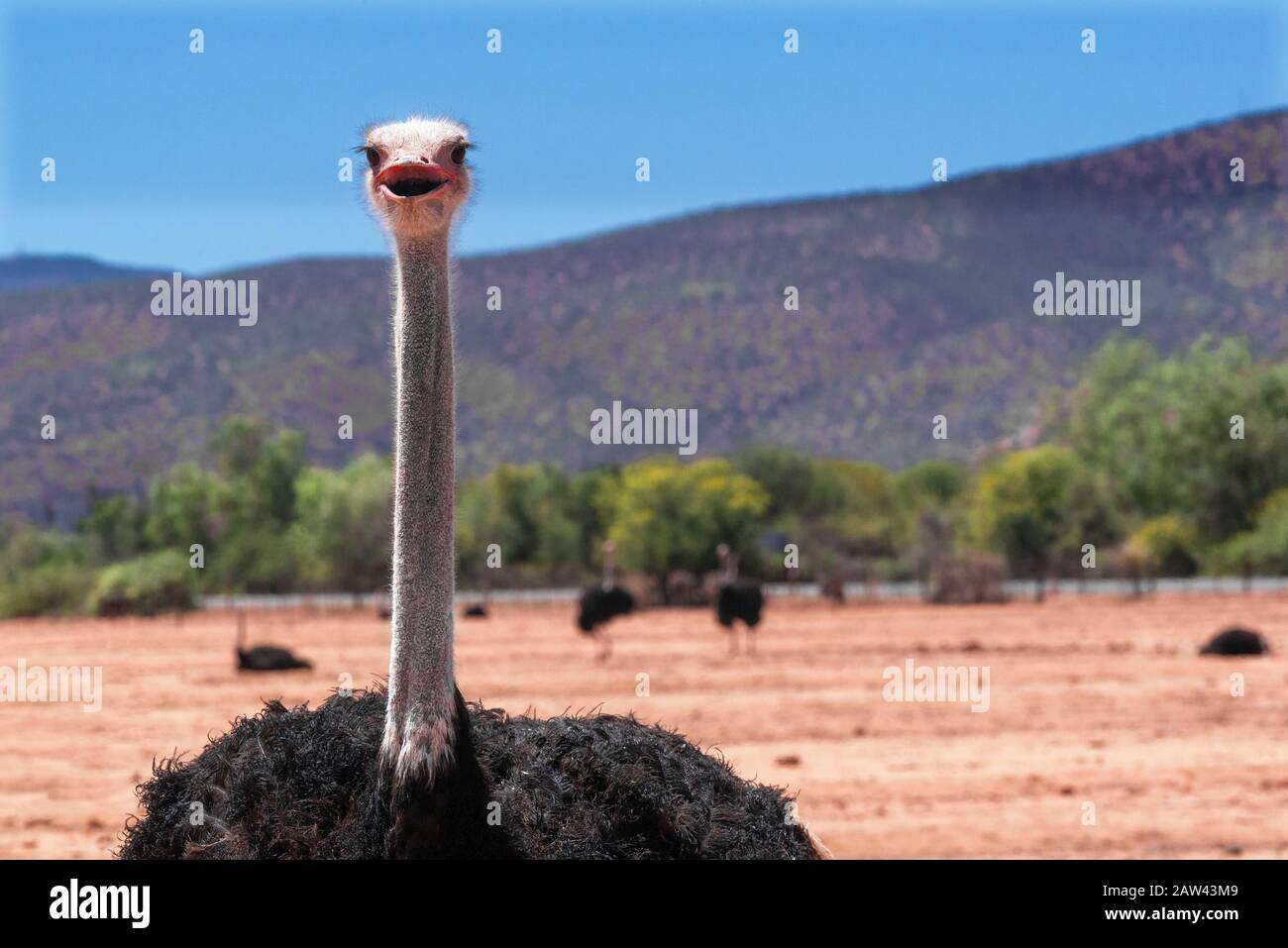 Avestruz en los campos en la ciudad de la Ruta Jardín de Oudtshoorn, Cabo Occidental, Sudáfrica Foto de stock