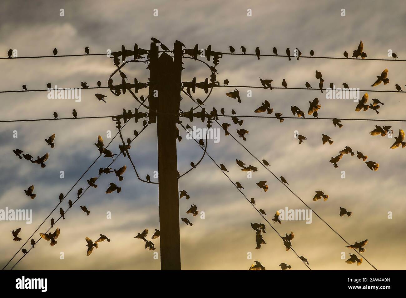 Decenas de aves en cables de alta tensión, volando retroiluminado al  atardecer nublado en el desierto de Tastiota, Sonora México ...decenas de  aves en los cables de alta tensión, volando a contraluz