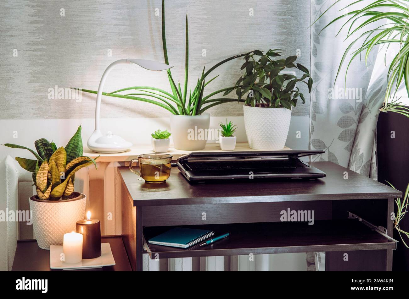 Gris sexo neutro oficina en casa con mucho de tranquilizar verde vivo macetas plantas de flores creciendo. Concepto de estilo de vida saludable y verde. Foto de stock