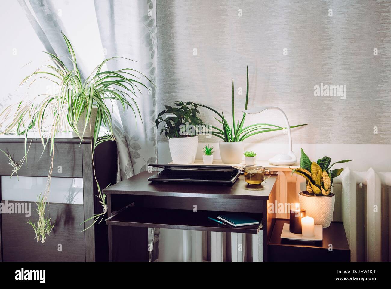 Gris sexo neutro oficina en casa con mucho de tranquilizar verde vivo macetas plantas de flores creciendo. Concepto de estilo de vida saludable y verde. Foto de stock