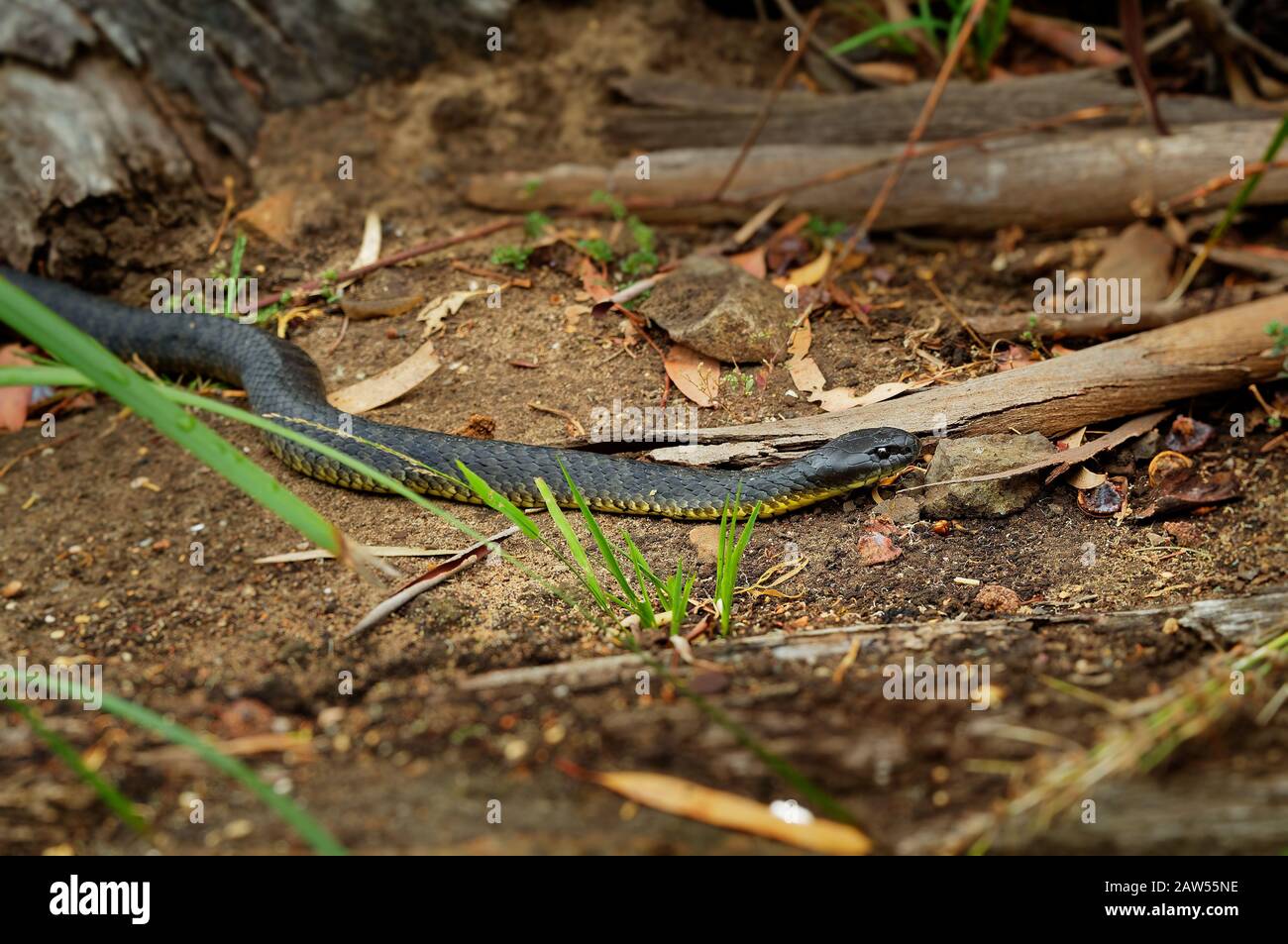 Serpiente marrón oriental - Pseudonaja textilis también la serpiente marrón común, es una serpiente muy venenosa de la familia Elapidae, nativa del este y del centro Foto de stock