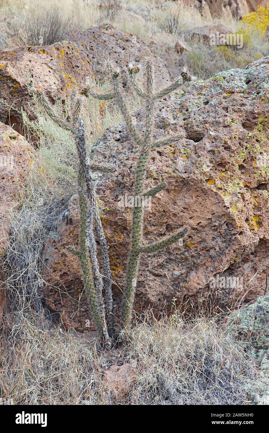 Planta grande y espinosa del árbol cholla (Cylindropuntia imbricata) cactus creciendo frente a las rocas en Frijoles Cañón del Bandelier Monumento Nacional en Foto de stock