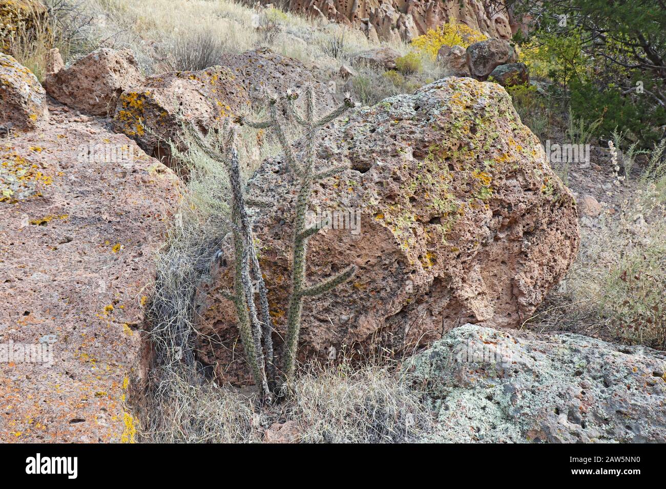 Planta grande y espinosa del árbol cholla (Cylindropuntia imbricata) cactus creciendo frente a las rocas en Frijoles Cañón del Bandelier Monumento Nacional en Foto de stock