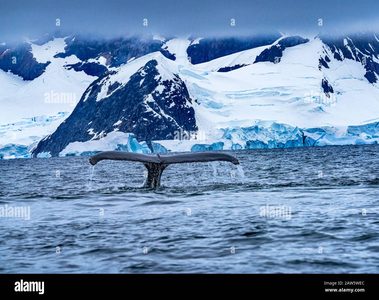 Humback Baleen Whale Tale Chasing Krill Blue Icebergs Glaciares Mountans Sea Water Charlotte Bay Antarctic Peninsula Antarctica Foto de stock