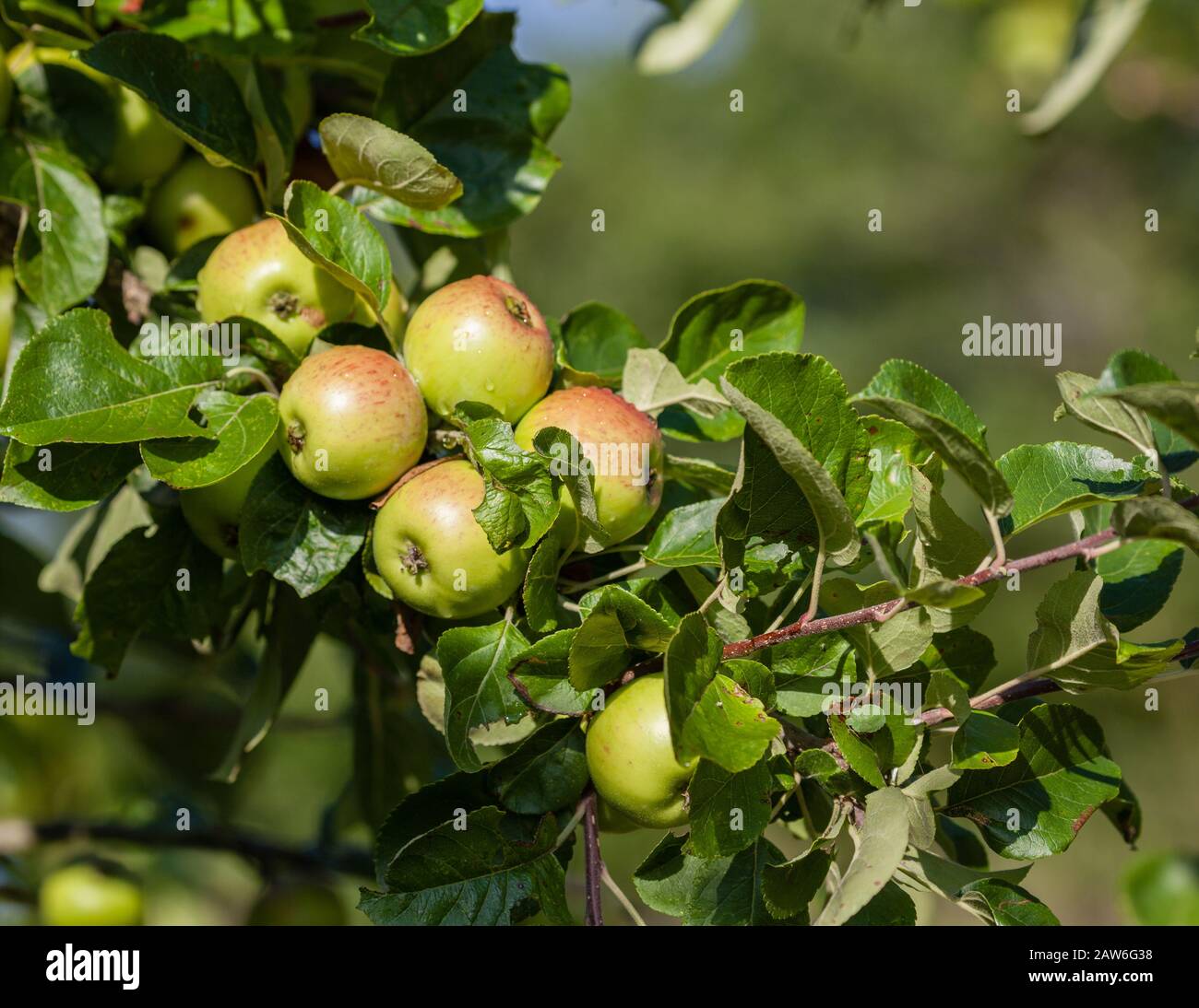 Manzanas en el árbol Foto de stock