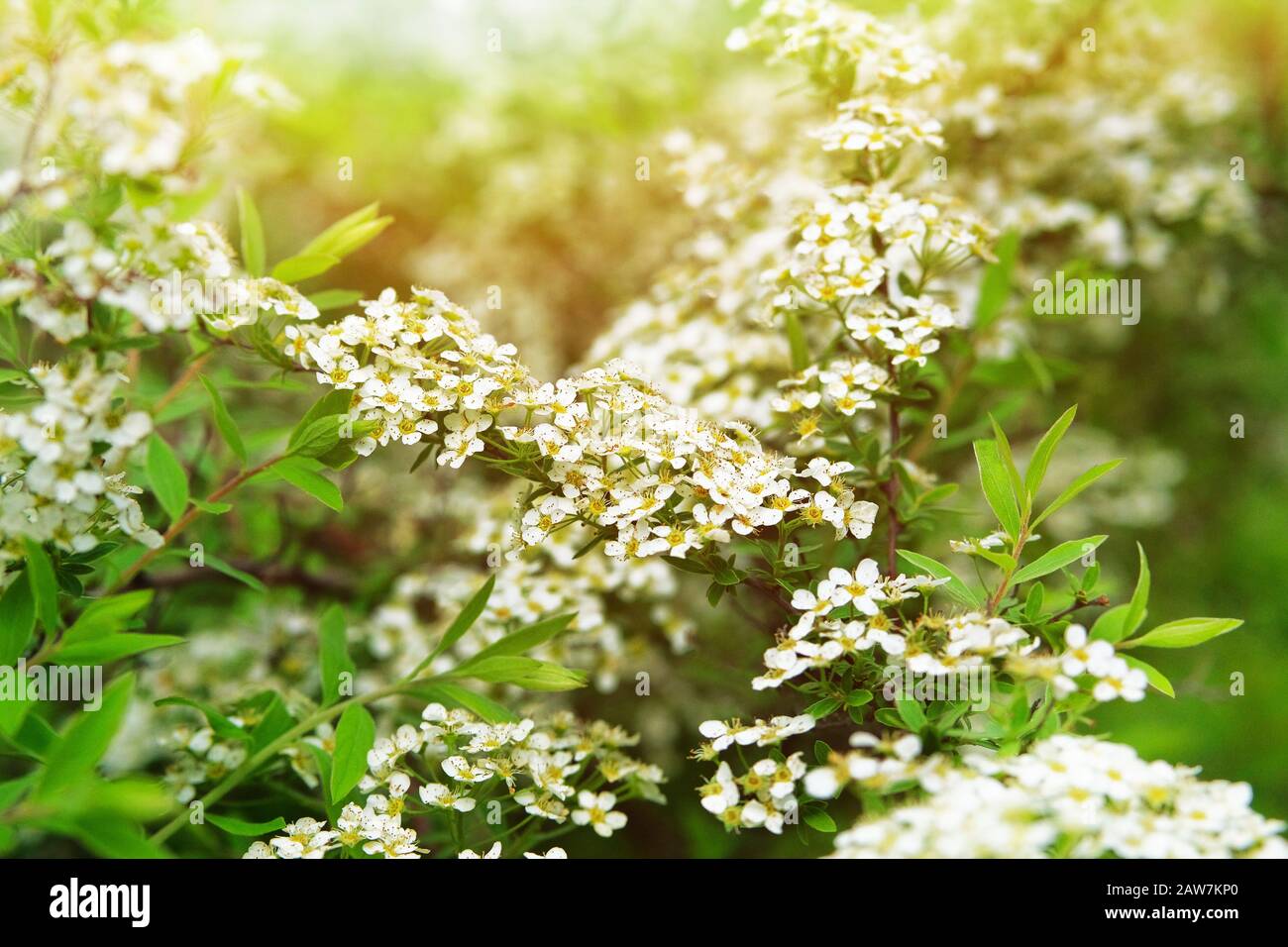 Flores de cerezo de pájaro con fondo verde difuminado. Ramas de flores de cerezo floreciendo en el parque. Flor De Primavera. Luz Solar. Foto de stock