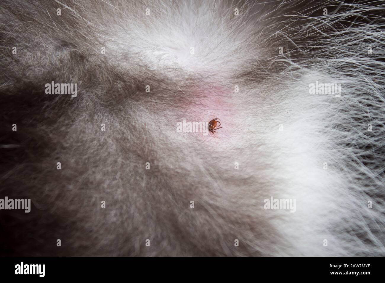 Garrapata del gato fotografías e imágenes de alta resolución - Alamy