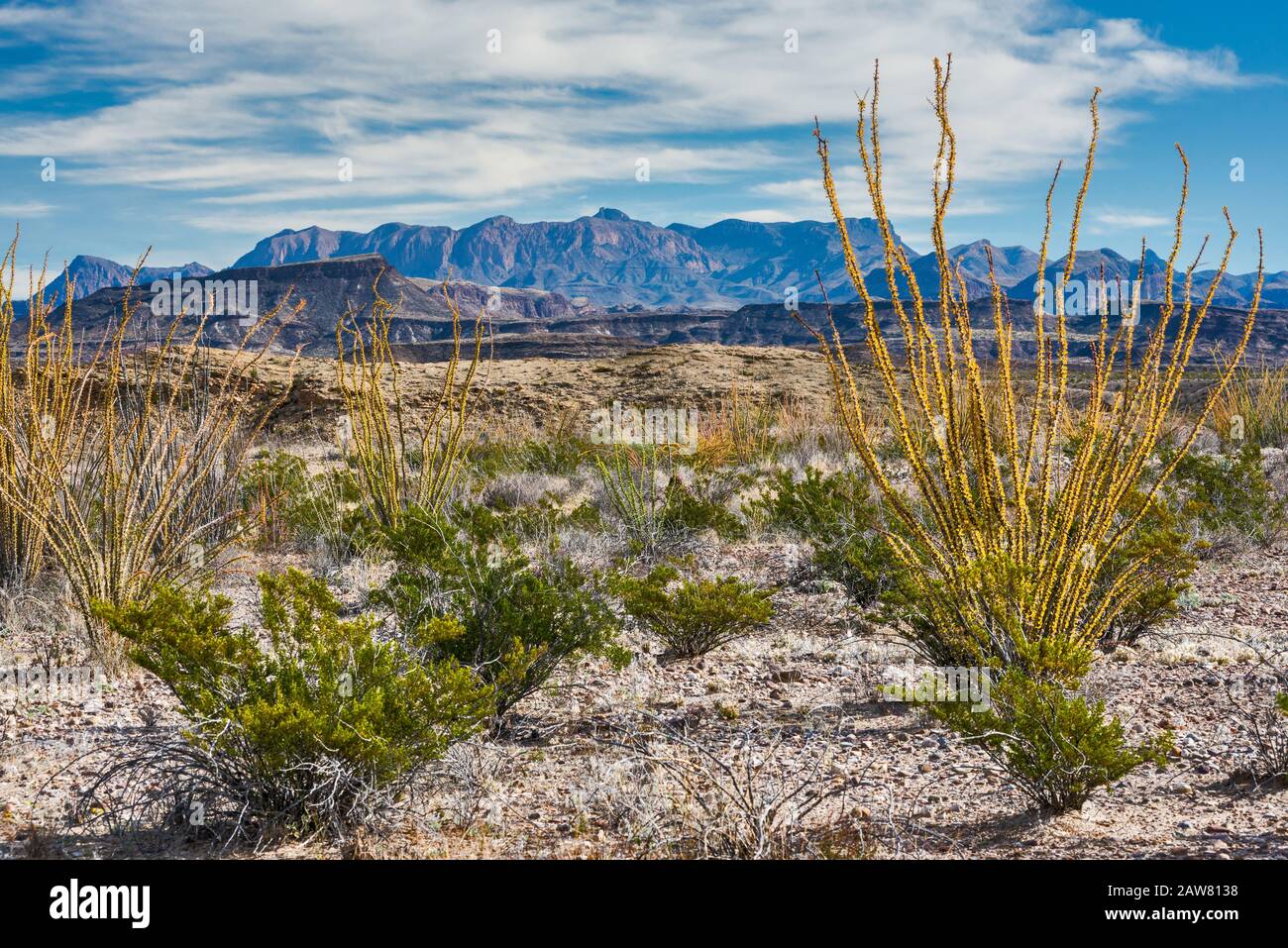 Chisos Montañas sobre el desierto de Chihuahua, ocotillos y arbusto creosota en primer plano, vista cerca de Castolon, Parque Nacional Big Bend, Texas, EE.UU. Foto de stock