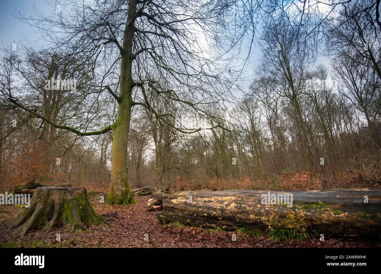 Bosque Savernake, Wiltshire durante el invierno Foto de stock