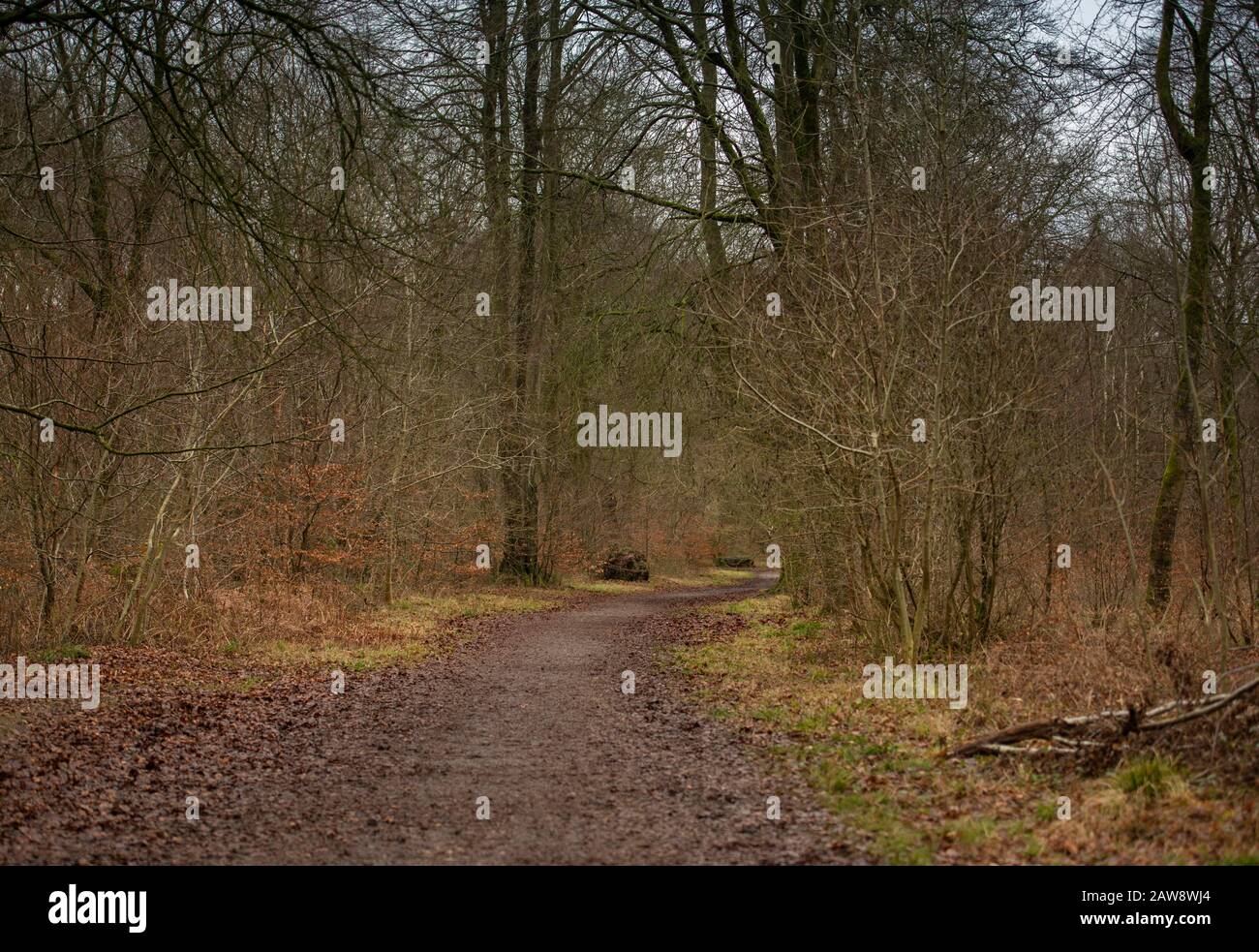 Bosque Savernake, Wiltshire durante el invierno Foto de stock