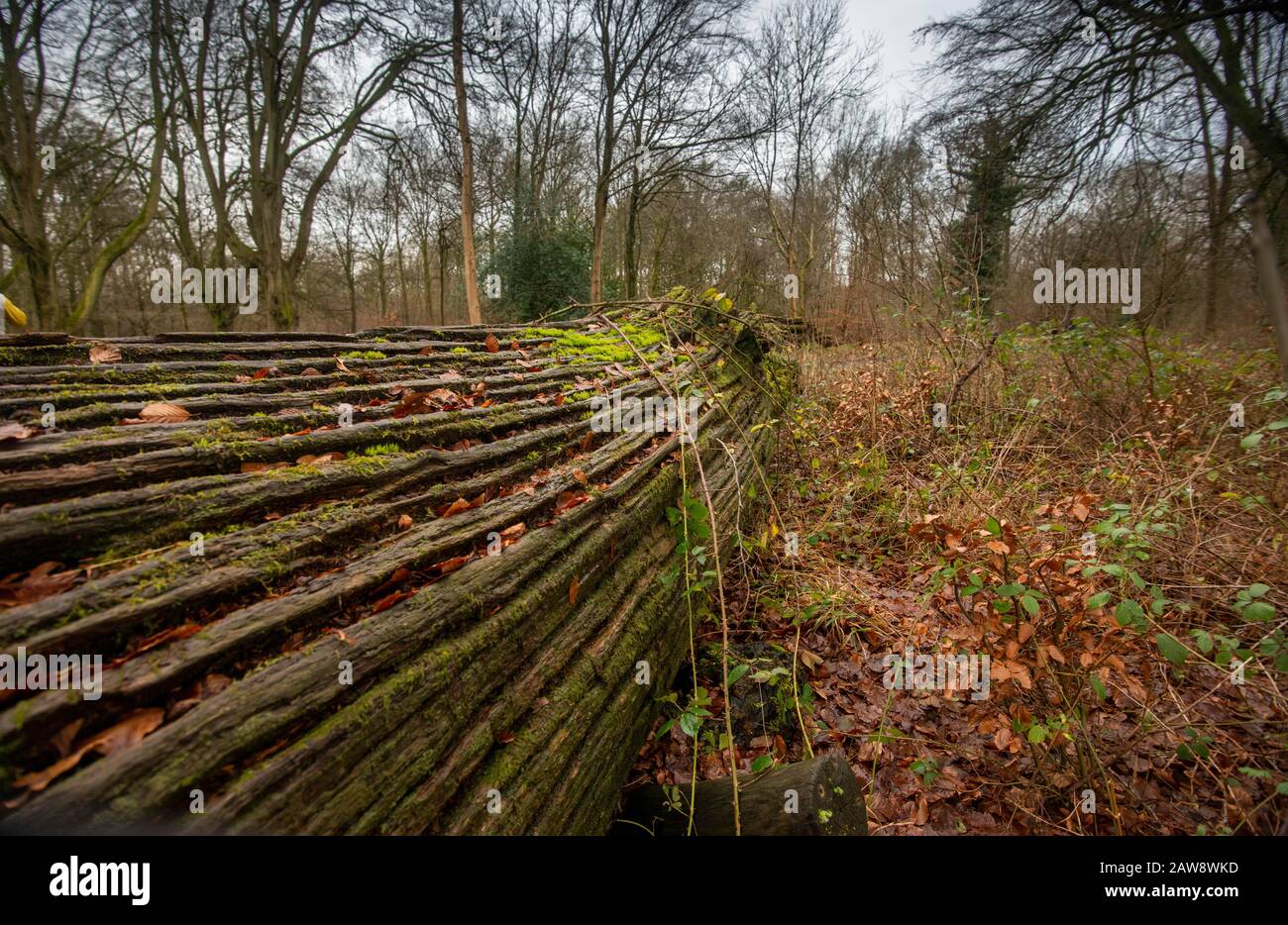 Bosque Savernake, Wiltshire durante el invierno Foto de stock