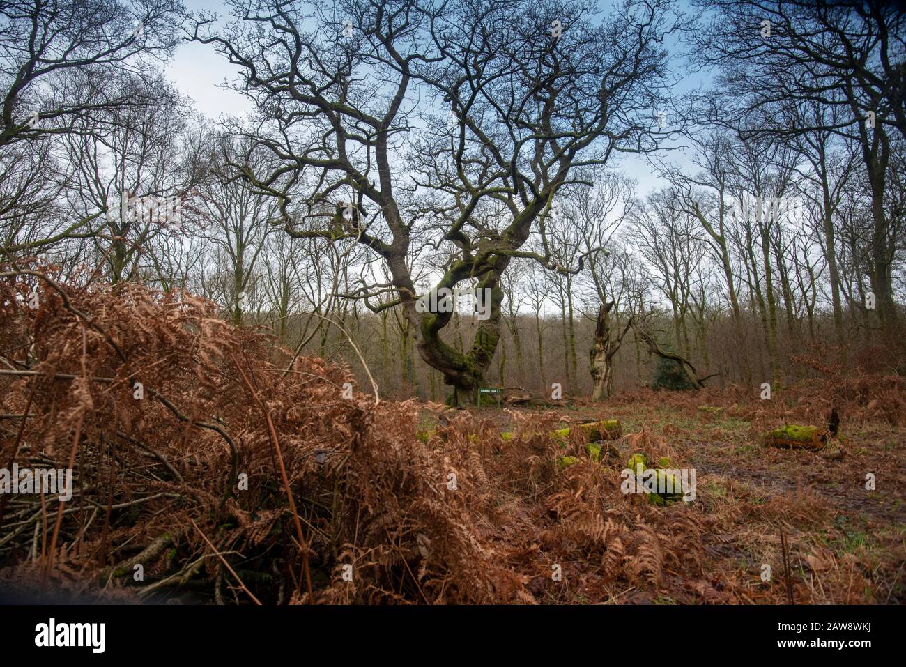 Bosque Savernake, Wiltshire durante el invierno Foto de stock