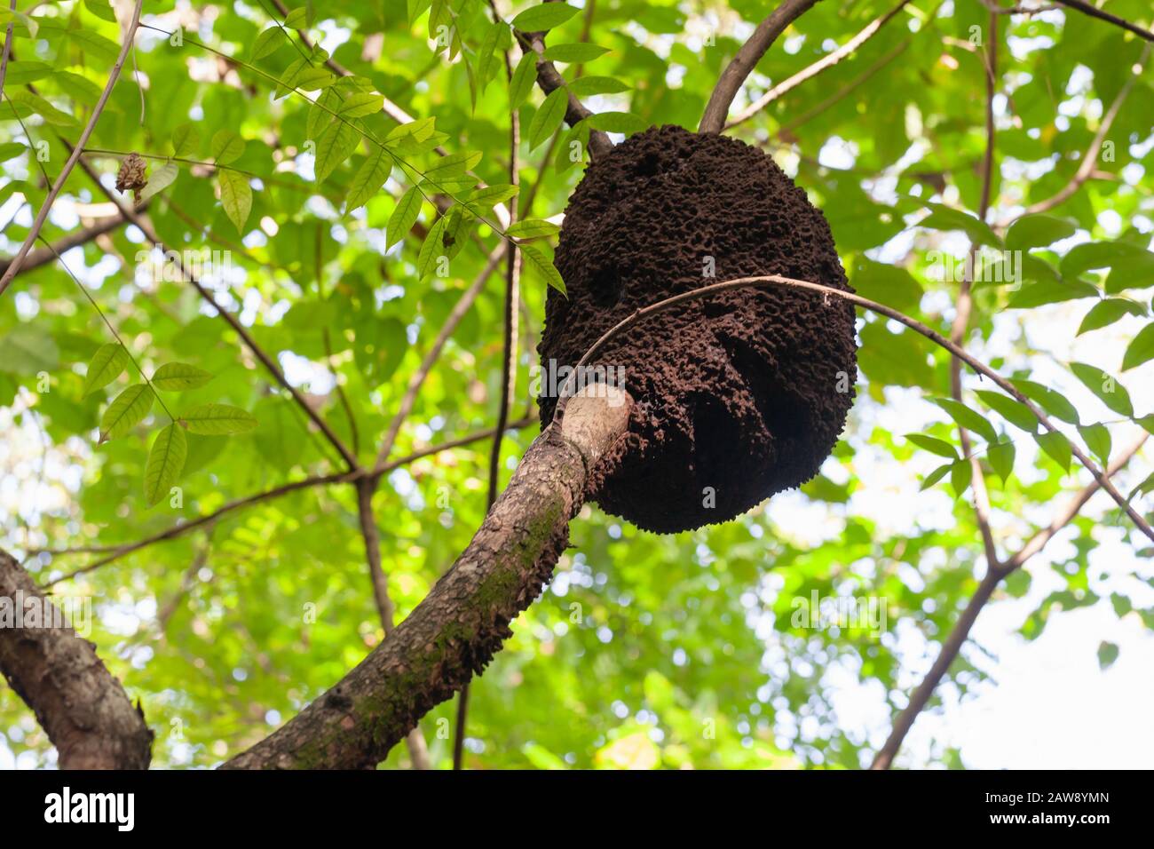 Un nido arboreal de termitas, República Dominicana naturaleza Foto de stock