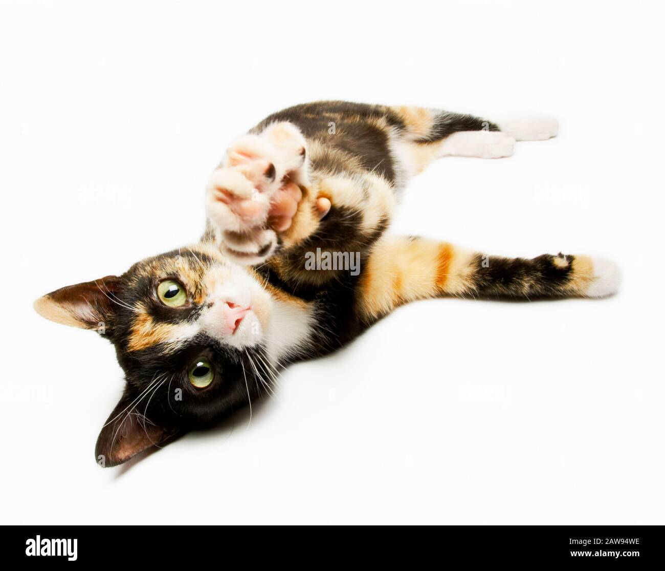 Lindo y joven tortoiseshell gatito acostado a su lado y estirando un pata hacia la cámara Foto de stock