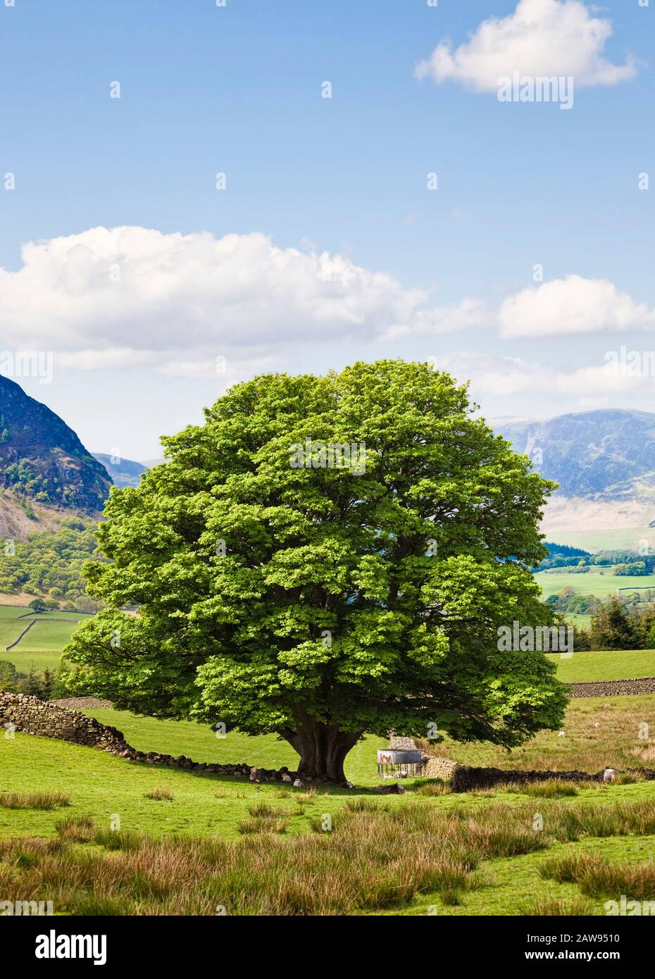 Oak Tree en un campo en verano, Lake District National Park, Cumbria, Reino Unido Foto de stock