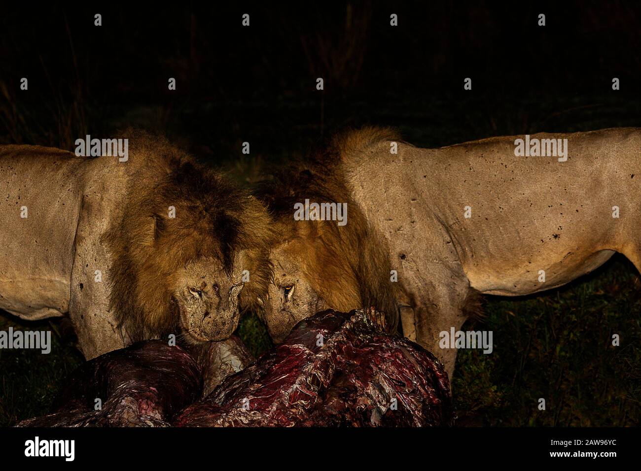 Leones comiendo la muerte por la noche en Masai Mara, Kenia, África Foto de stock