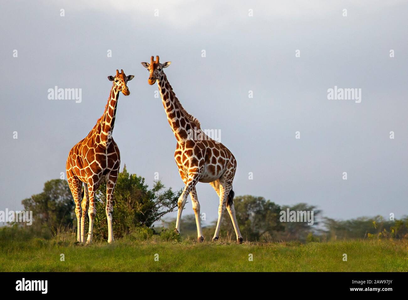 Jirafas reticuladas en Kenia, África Foto de stock