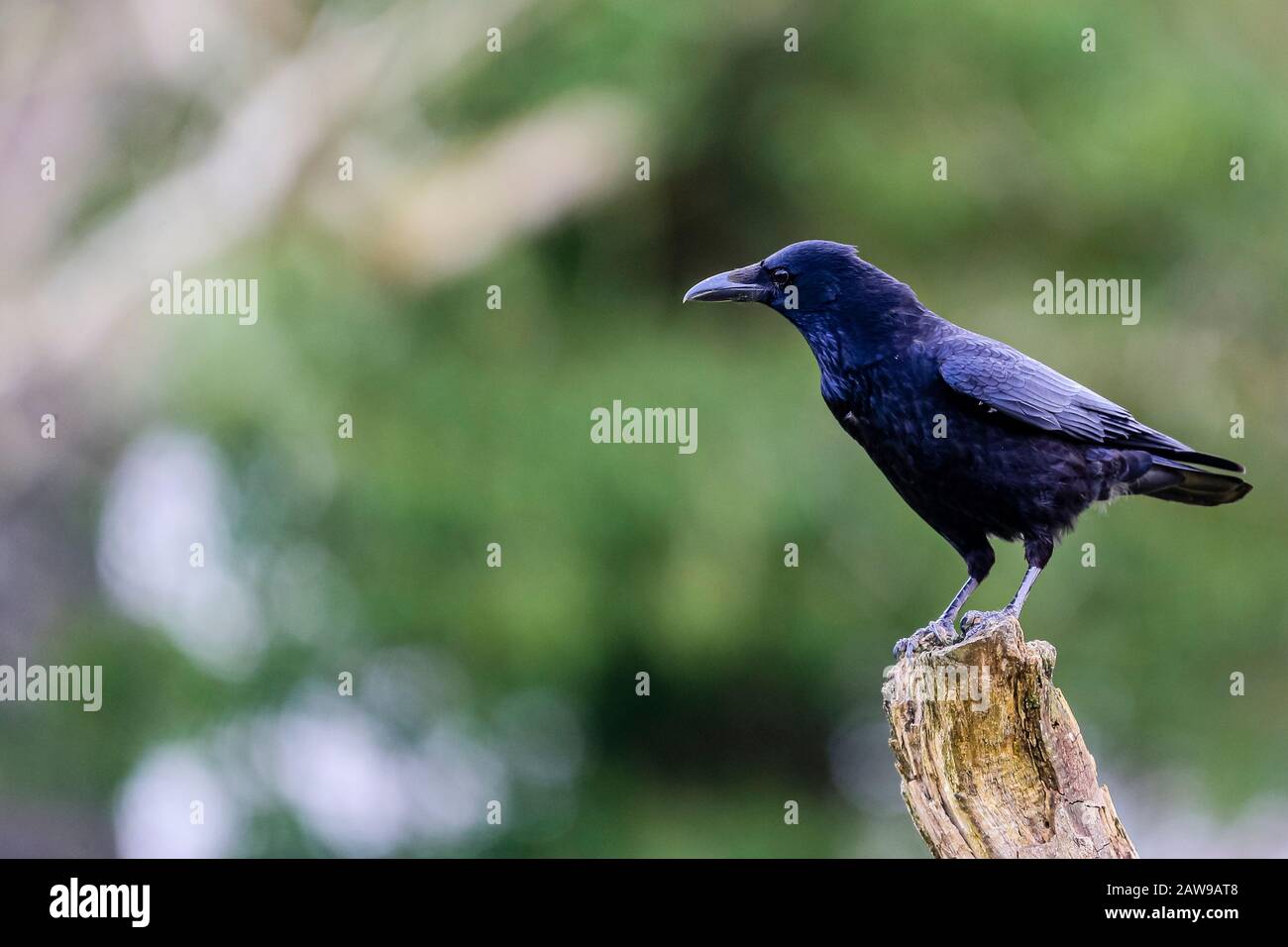 Carrion crow en Gales rural Foto de stock