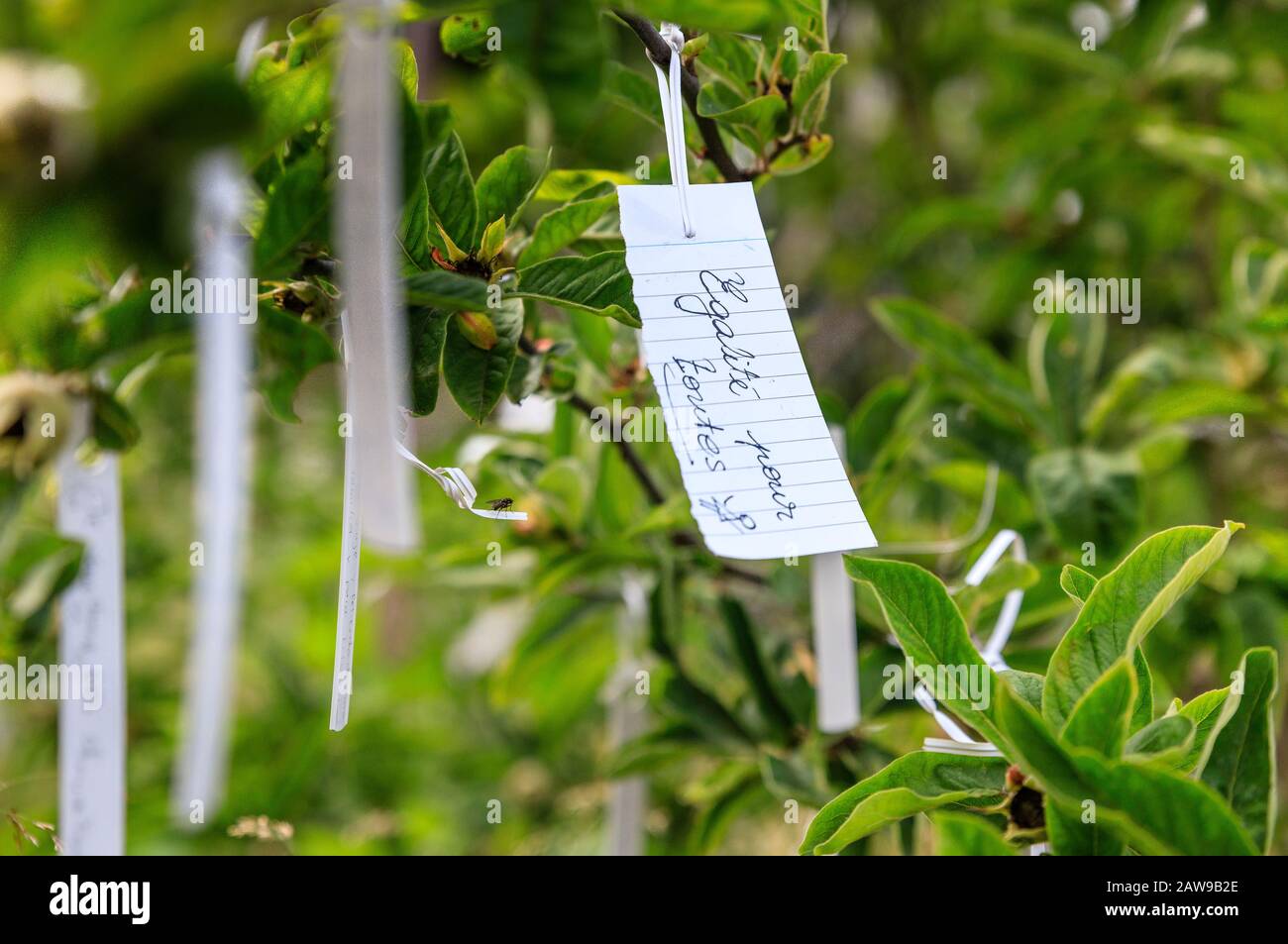 Francia, Loir et Cher, Valle del Loira, declarado Patrimonio de la Humanidad por la UNESCO, Chaumont sur Loire, dominio de Chaumont sur Loire, Festival Internacional del Jardín Foto de stock