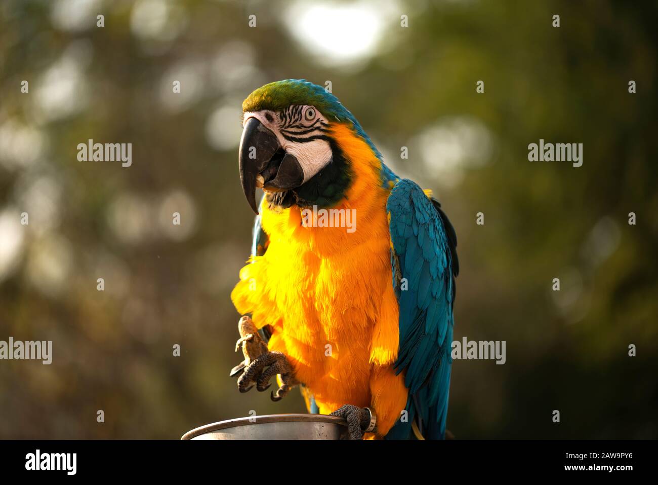 La guacamaya azul y amarilla, la guacamaya azul y dorado que come nueces en el zoológico, es un miembro del grupo grande de loros neotropicales Foto de stock