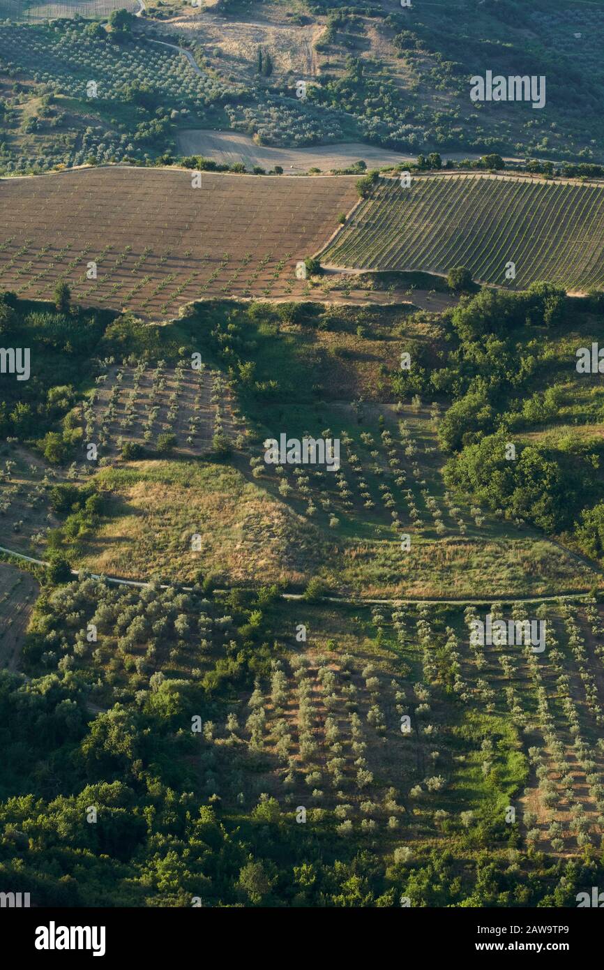 Olivares y tierras de cultivo en Grecia continental. Foto de stock