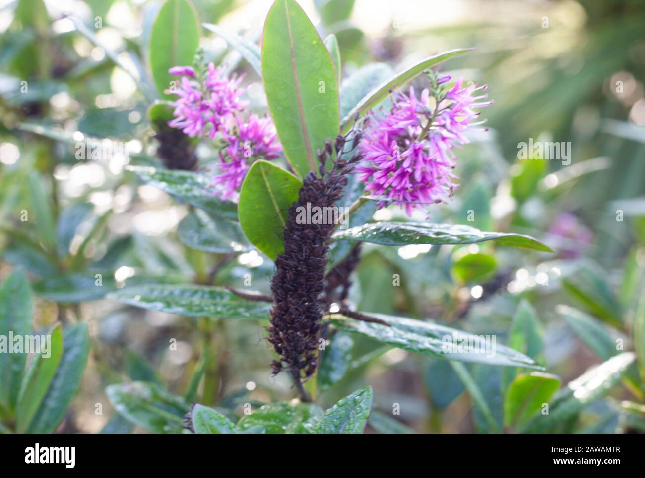 El Jardín en invierno - los tonos lila-púrpura de la variedad de follaje de Hebe ‘mrs Winder’ aportan color incluso durante el cierre de esta temporada de invierno. Foto de stock