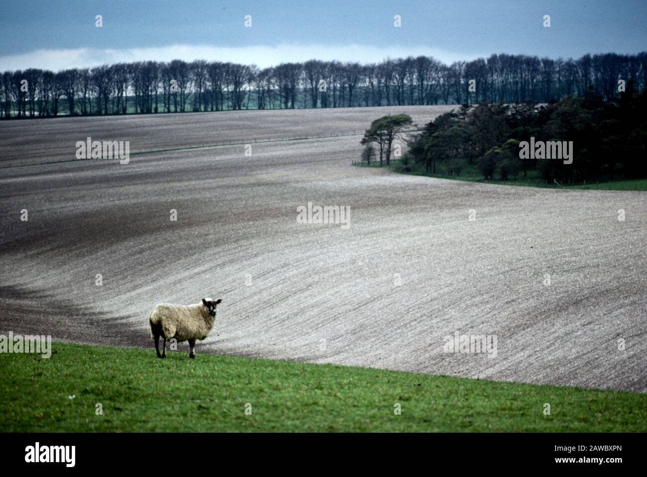 Una oveja solitaria en el paisaje ondulado de la llanura de Salisbury, cerca de Stonehenge, en Inglaterra, Reino Unido Foto de stock